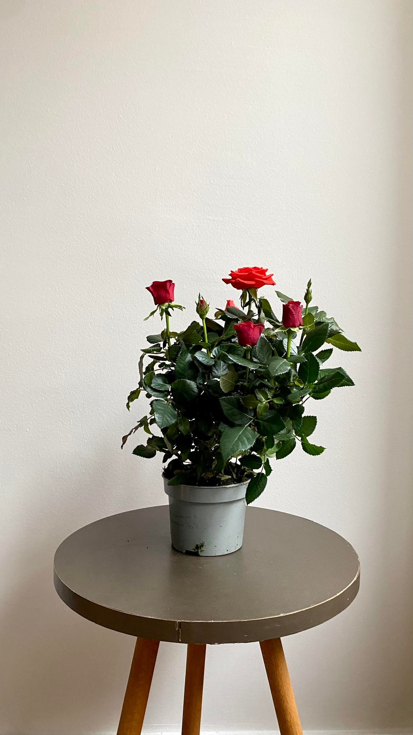 Kırmızı Bodur Yediveren Gül (Rose)