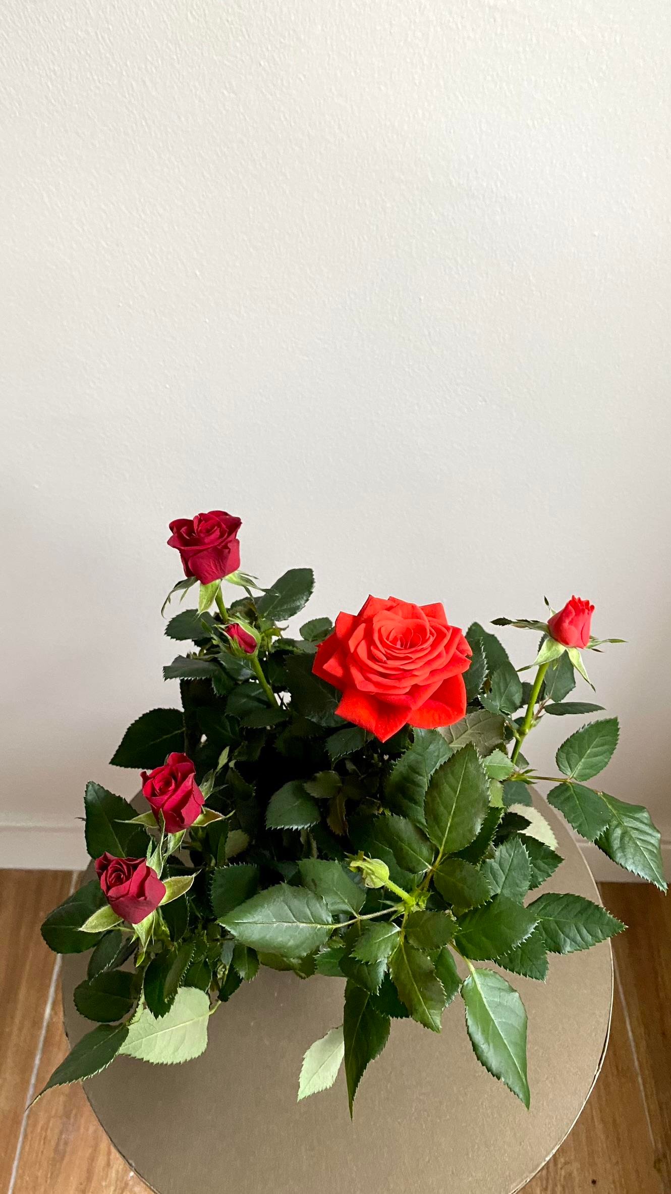 Kırmızı Bodur Yediveren Gül (Rose)