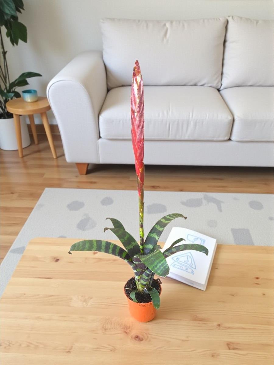 Kırmızı Dokunuş - Yılbaşı Bitki Seti - Vriesea Splendens - Ardisia Crenata - Skimma Japonica - Kokina
