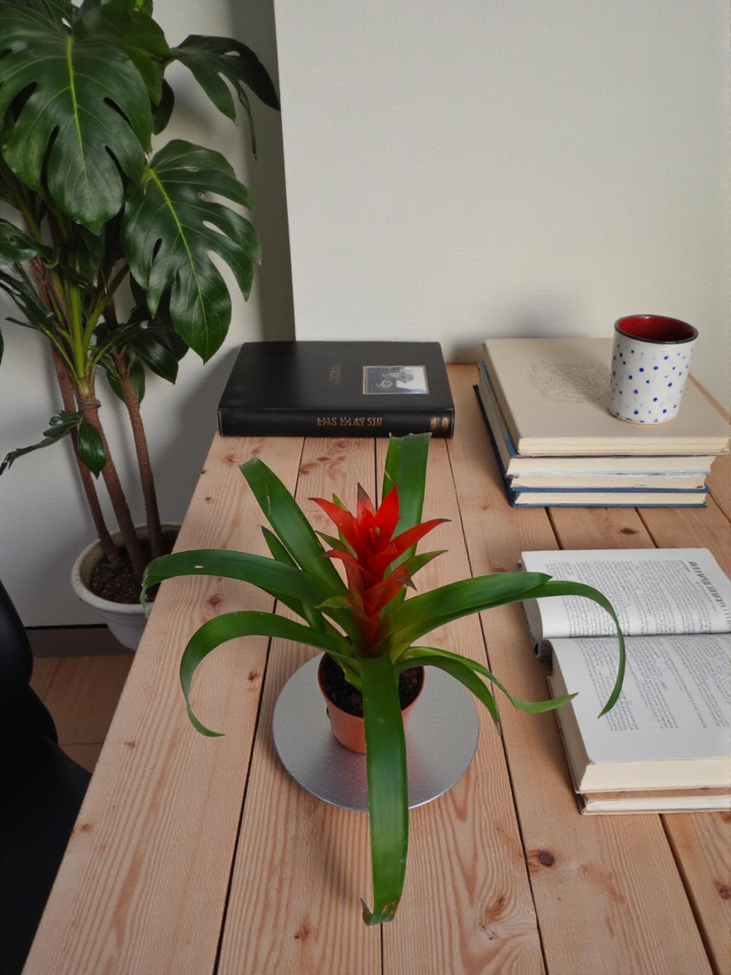 Kırmızı Guzmanya – Guzmania Calypso (30 cm - Masa Üstü Boy)