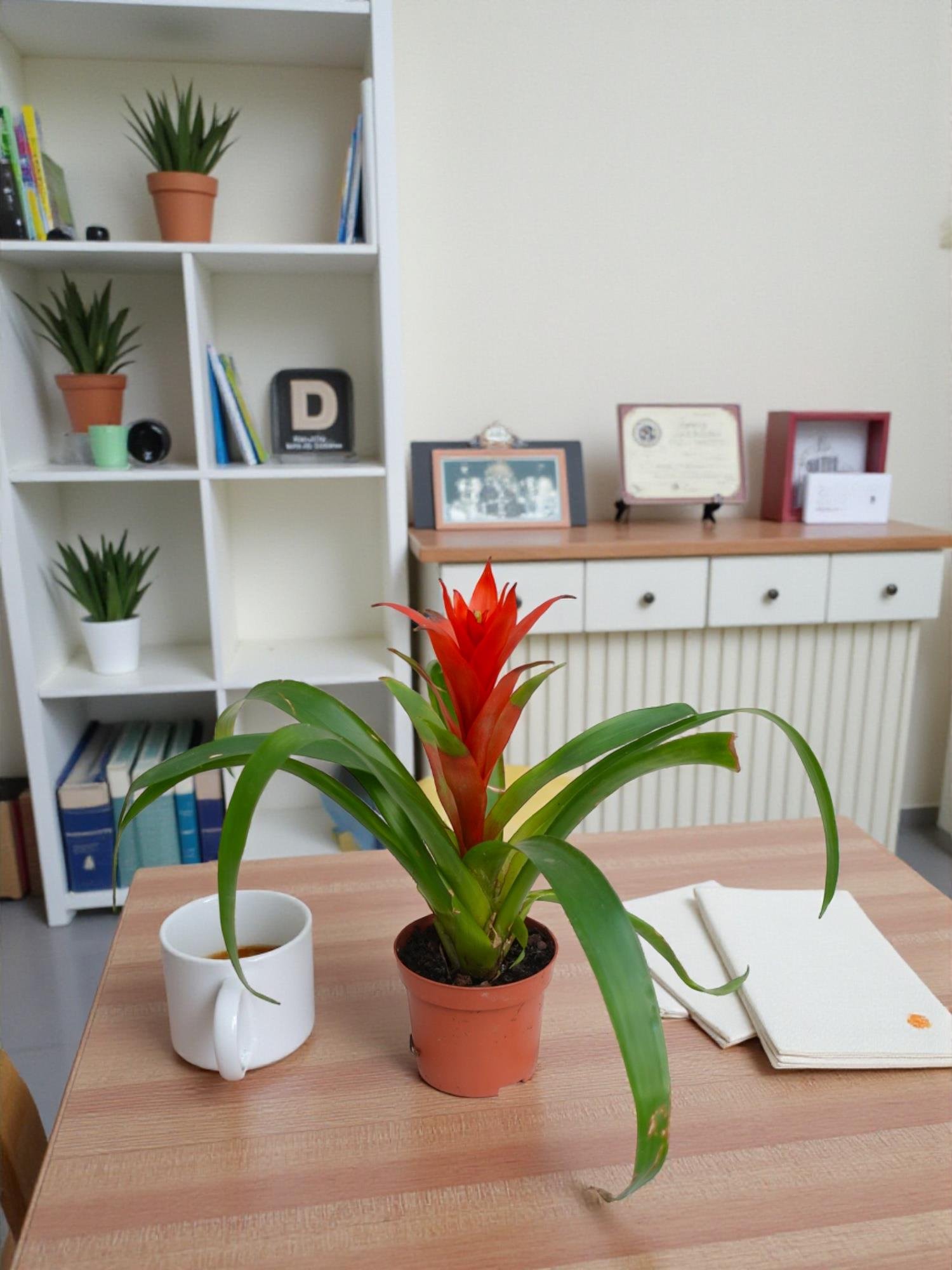 Kırmızı Guzmanya – Guzmania Calypso (30 cm - Masa Üstü Boy)