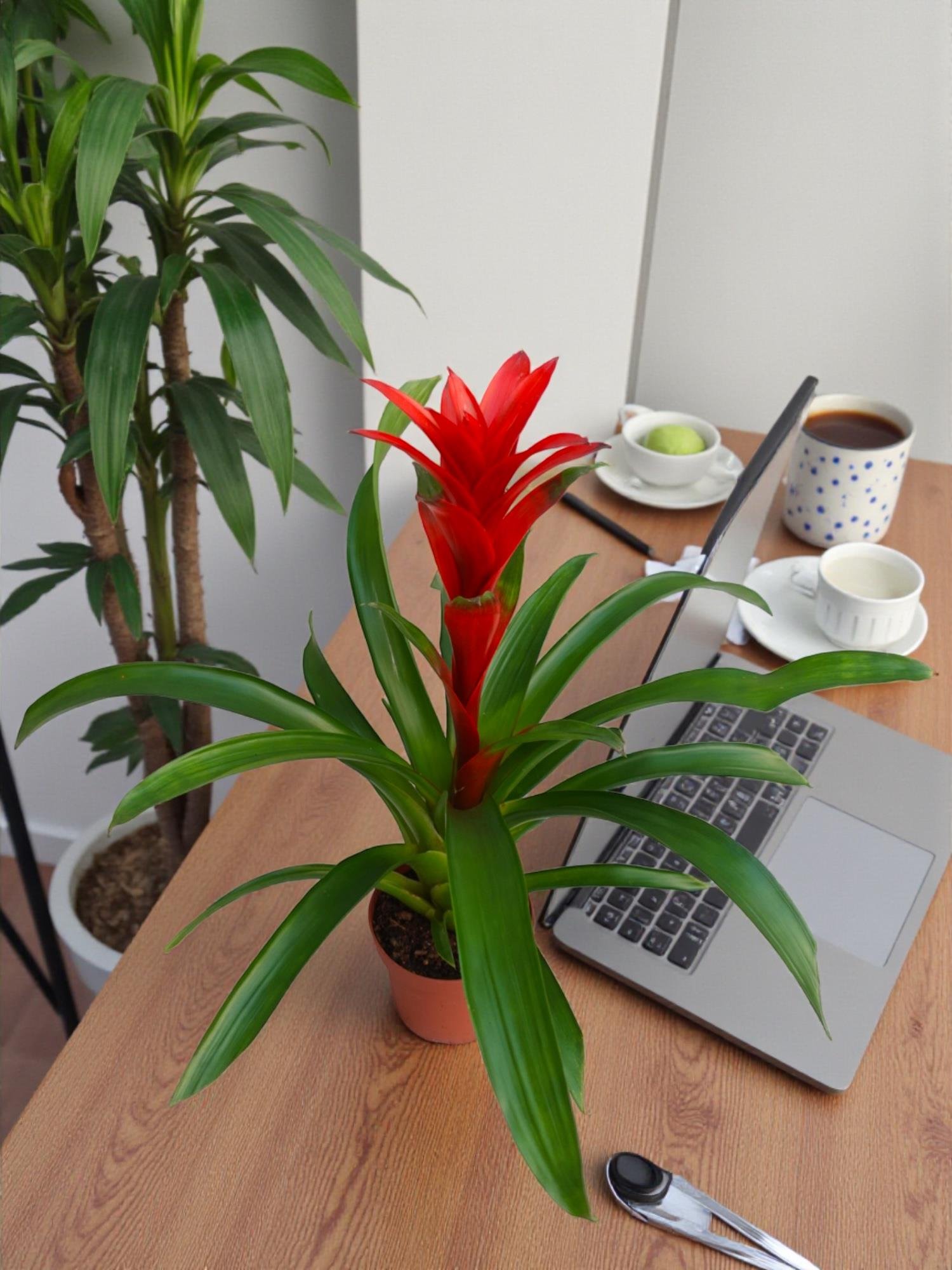 Kırmızı Guzmanya – Guzmania Calypso (40-50 cm - İdeal Salon Boyu)