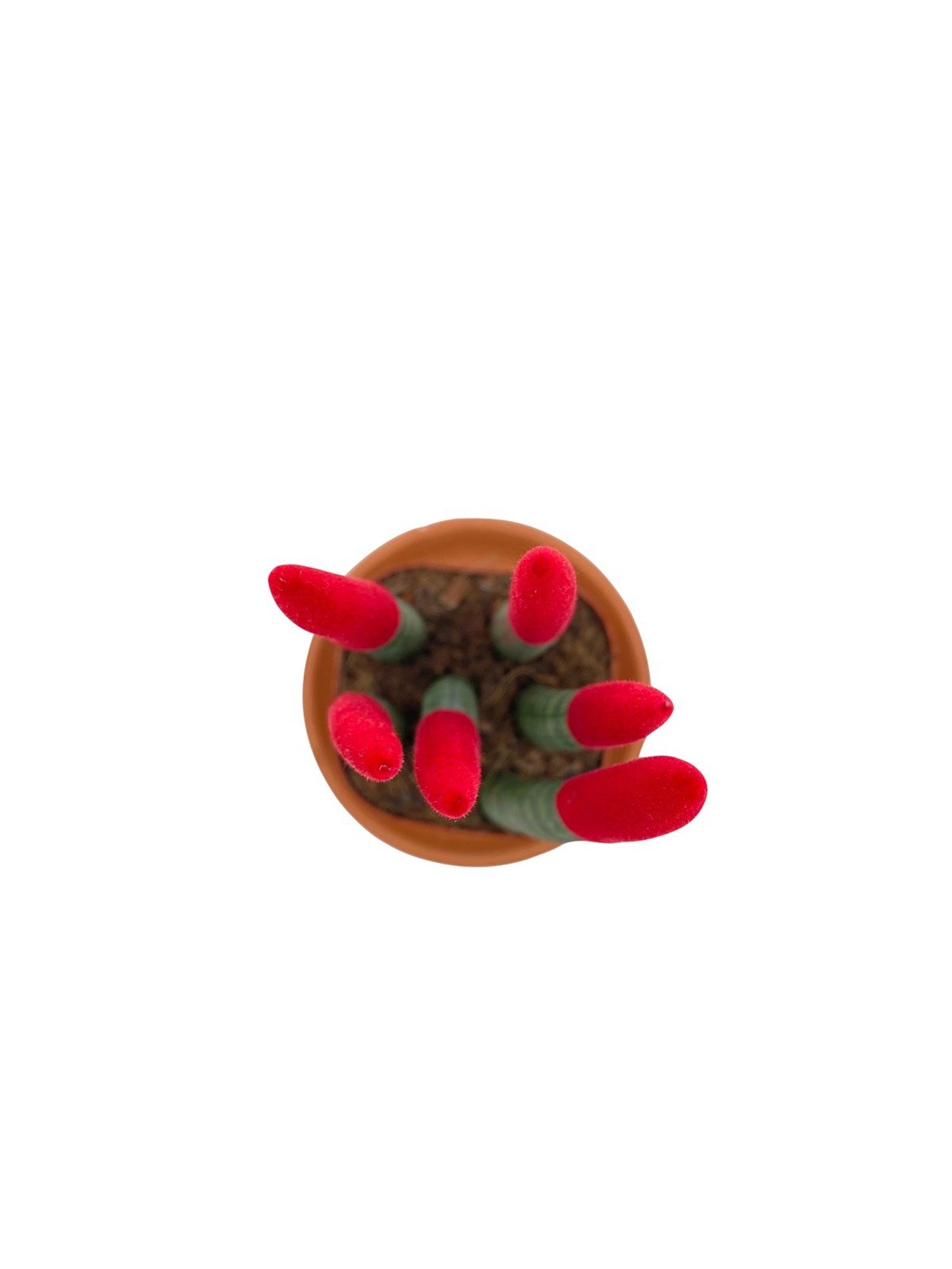 Kırmızı Kadife Sansevieria Cylindrica (Paşa Kılıcı) 