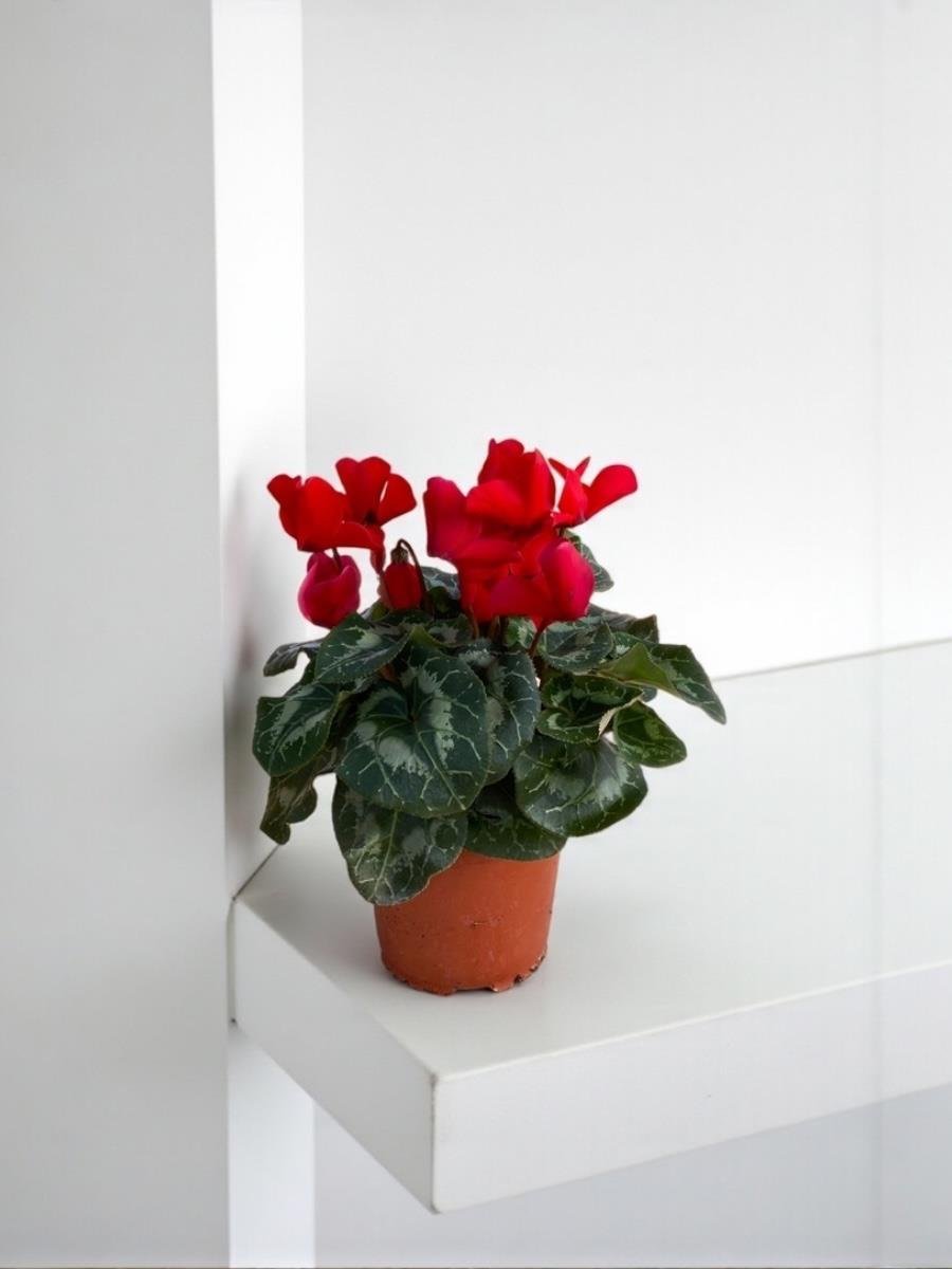 Kırmızı Siklamen (Cyclamen) Çiçeği Canlı Fırfırlı Bitki 