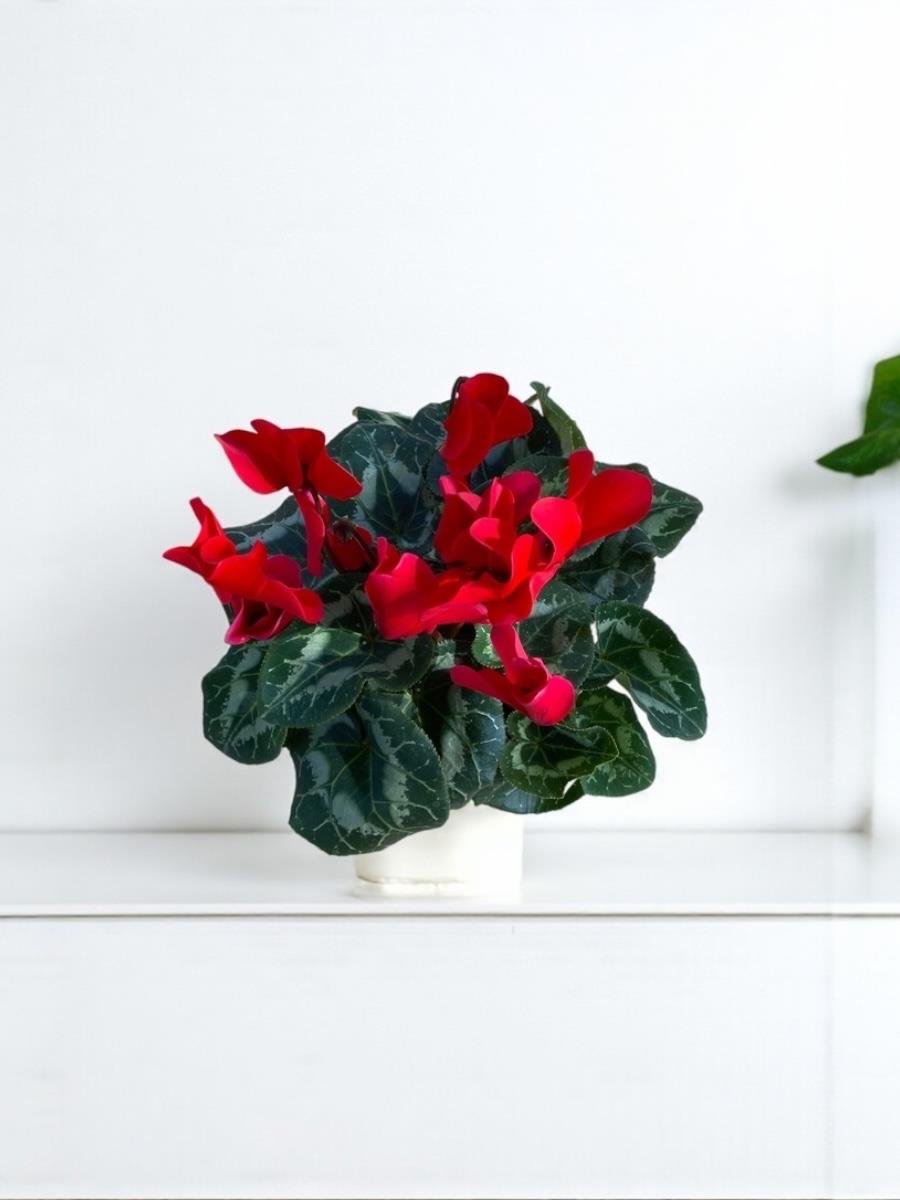 Kırmızı Siklamen (Cyclamen) Çiçeği Canlı Fırfırlı Bitki 