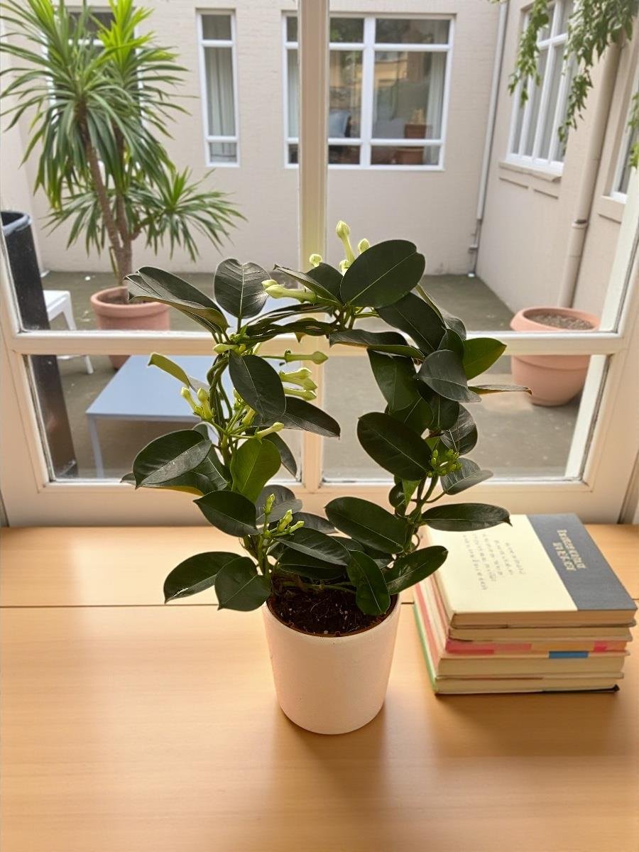 Kokulu Çiçekli Madagaskar Yasemini (Stephanotis Floribunda)