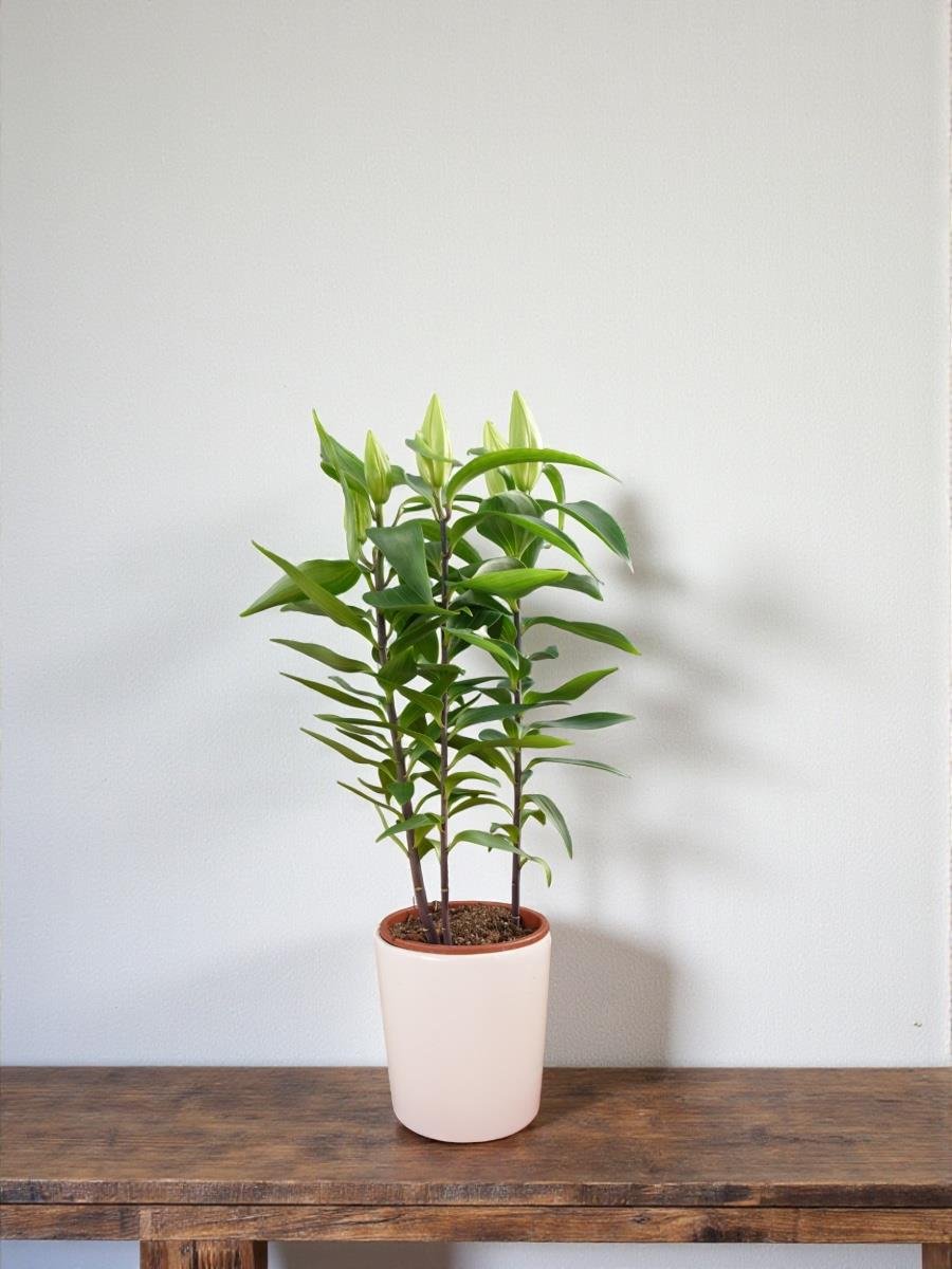 Kokulu Lilyum Saksı Çiçeği- Kazablanka Zambak 