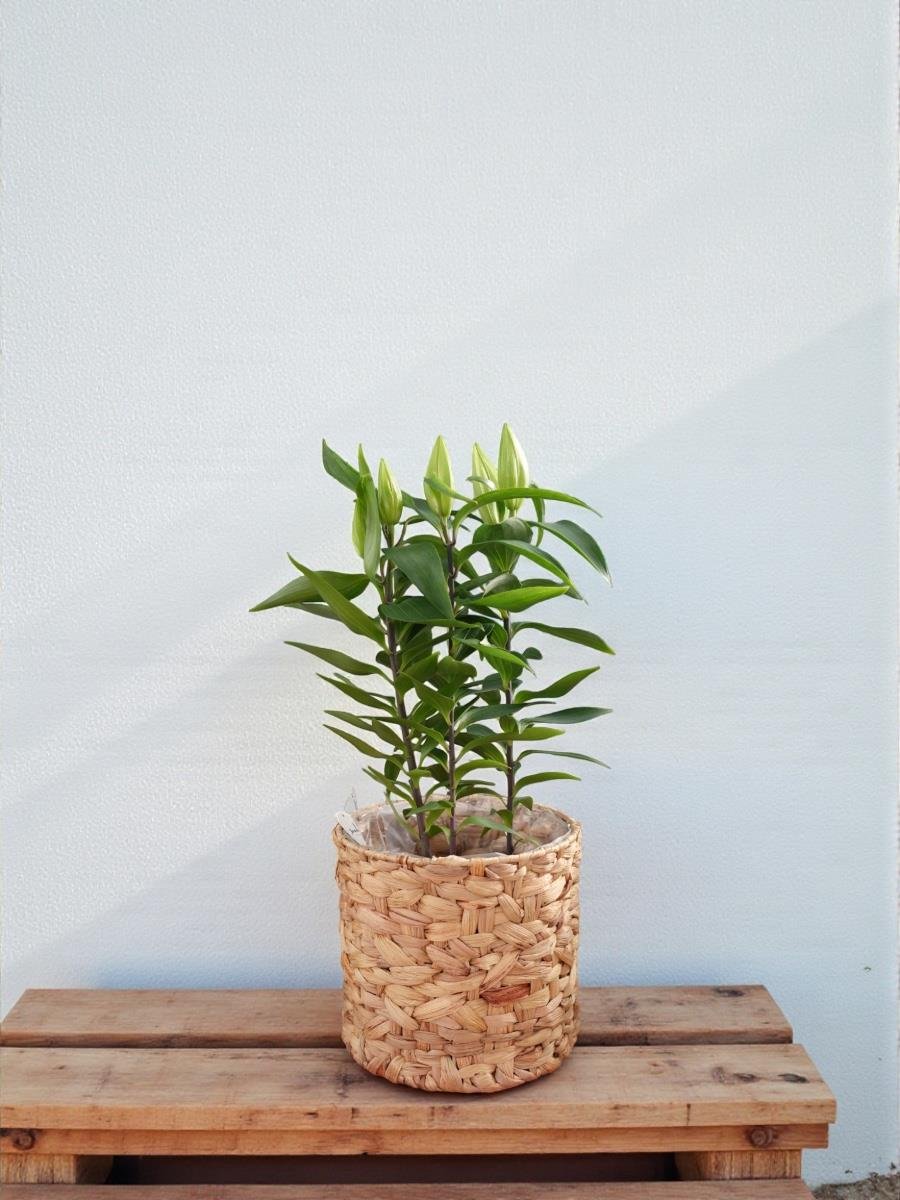 Kokulu Lilyum Saksı Çiçeği- Kazablanka Zambak 