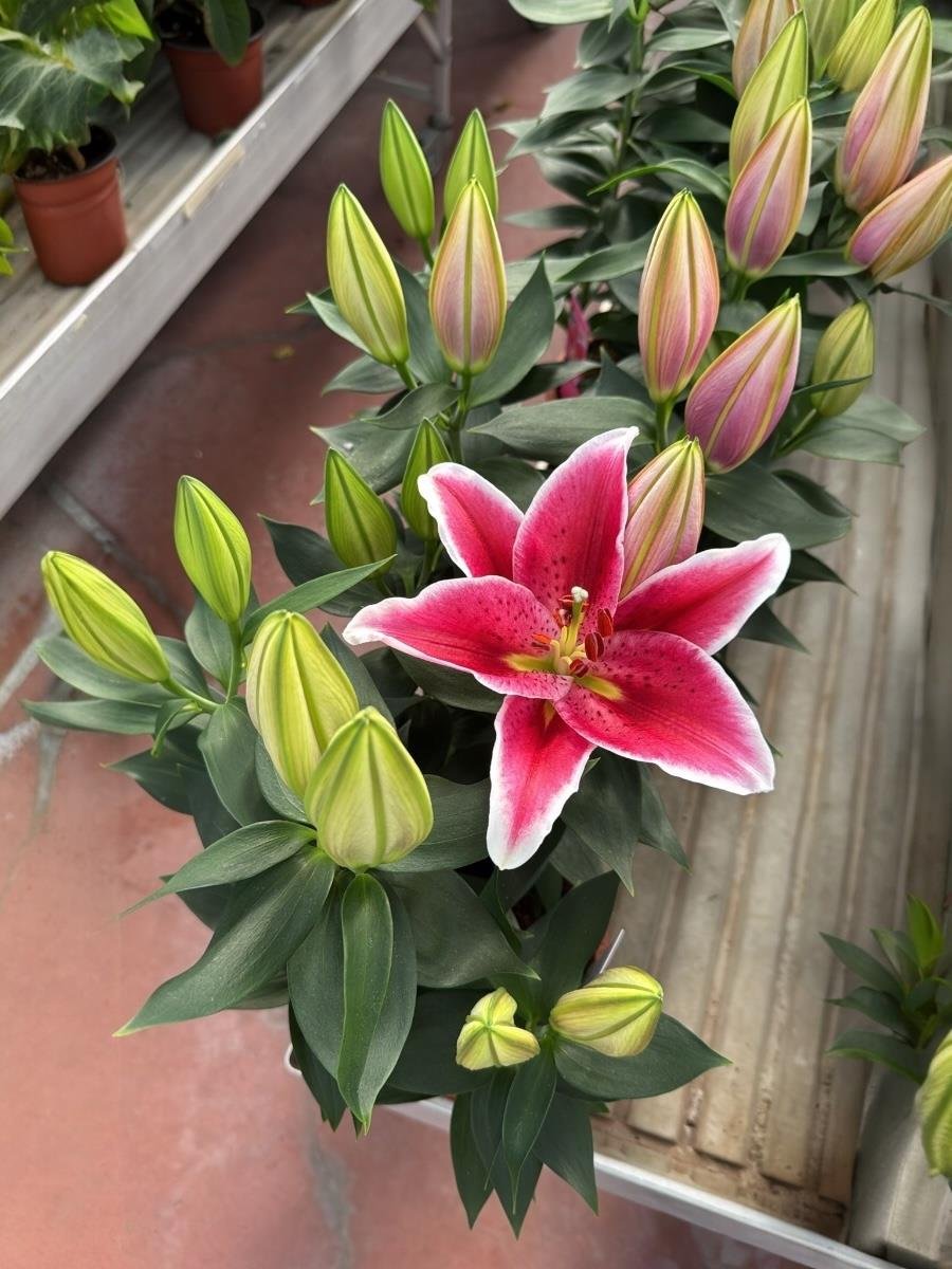 Kokulu Lilyum Saksı Çiçeği- Kazablanka Zambak 