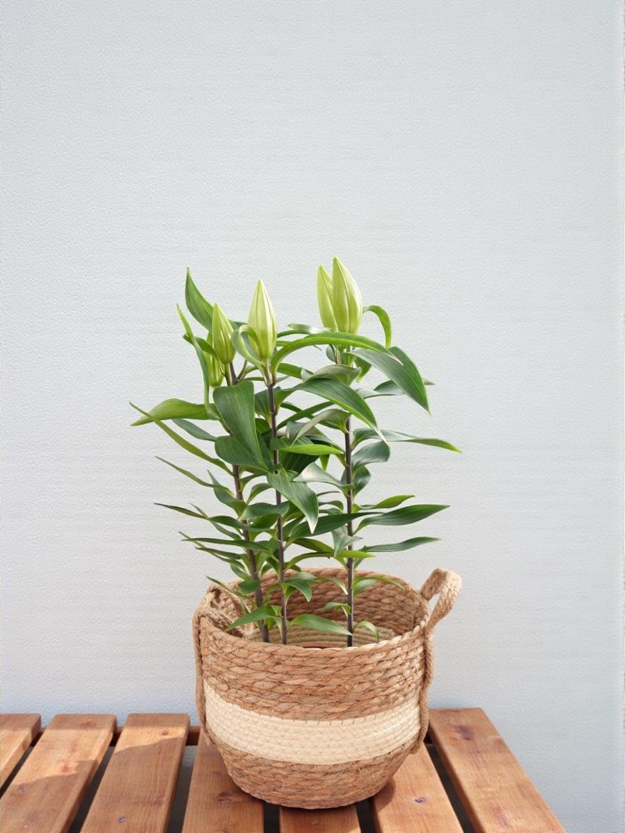 Kokulu Lilyum Saksı Çiçeği- Kazablanka Zambak 