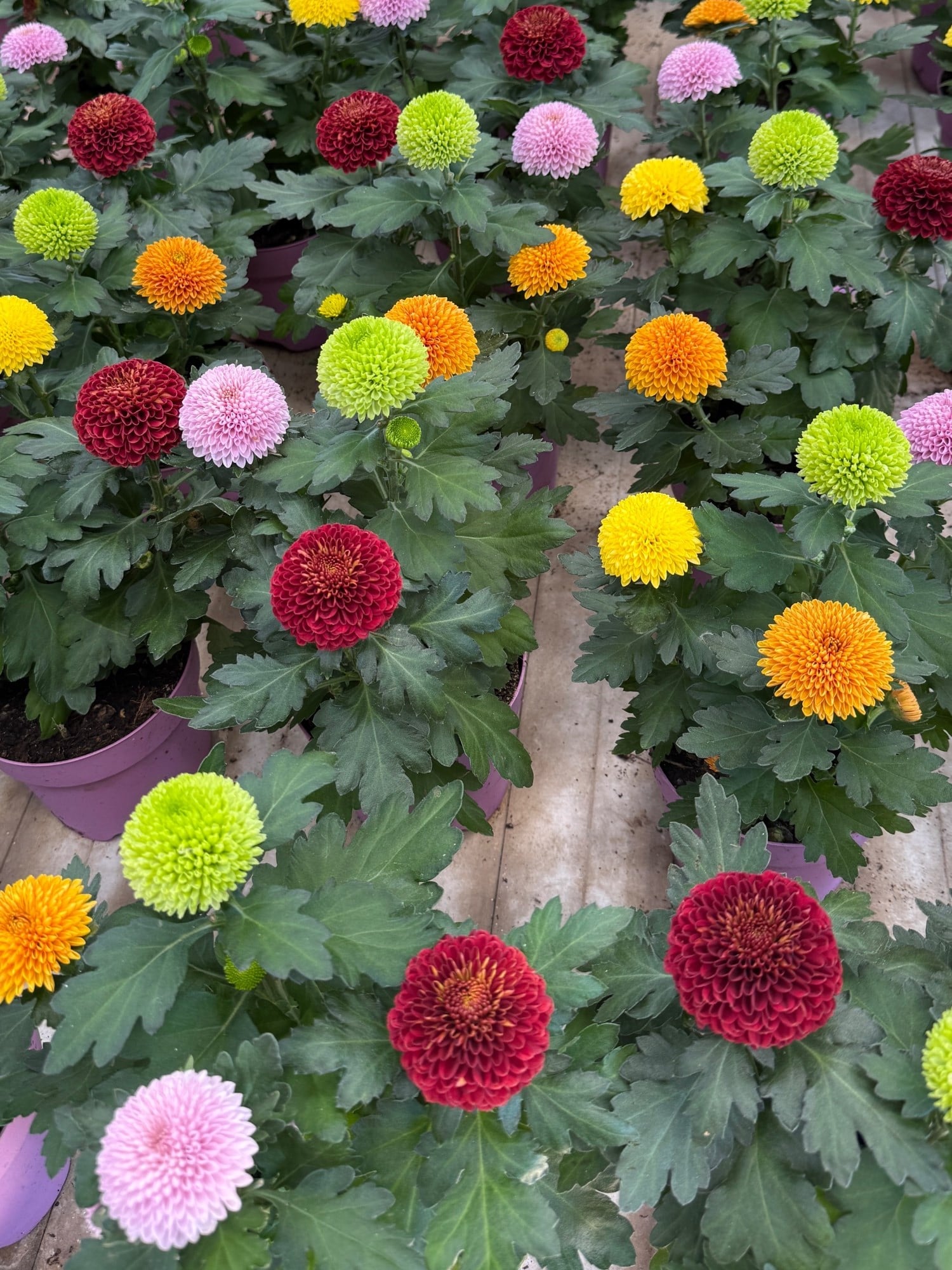 Krizantem Flower Pops – Tek Saksıda 4 Renk Cümbüşü! 🌼