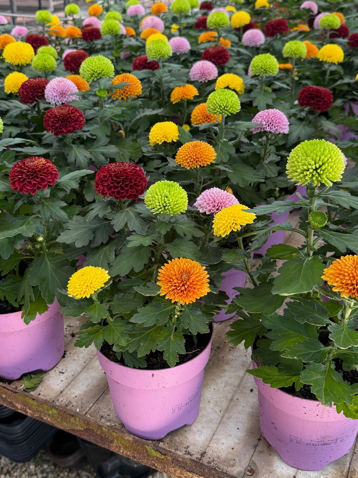Krizantem Flower Pops – Tek Saksıda 4 Renk Cümbüşü! 🌼