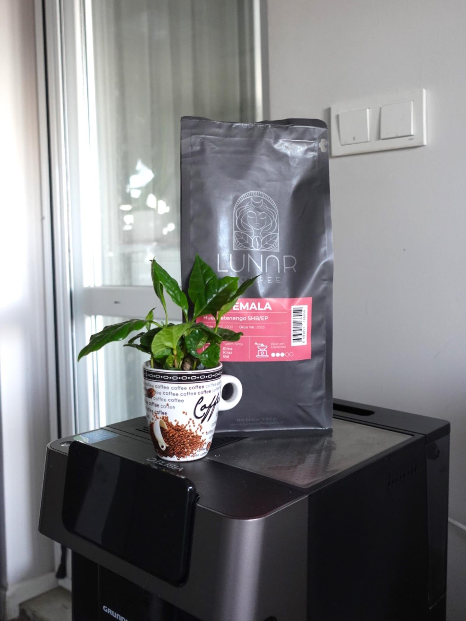 Kupada Mini Kahve Bahçesi - Coffea Arabica