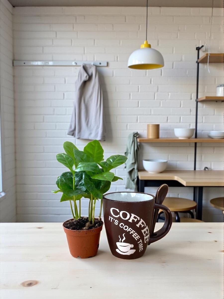 Kupada Mini Kahve Bahçesi - Coffea Arabica