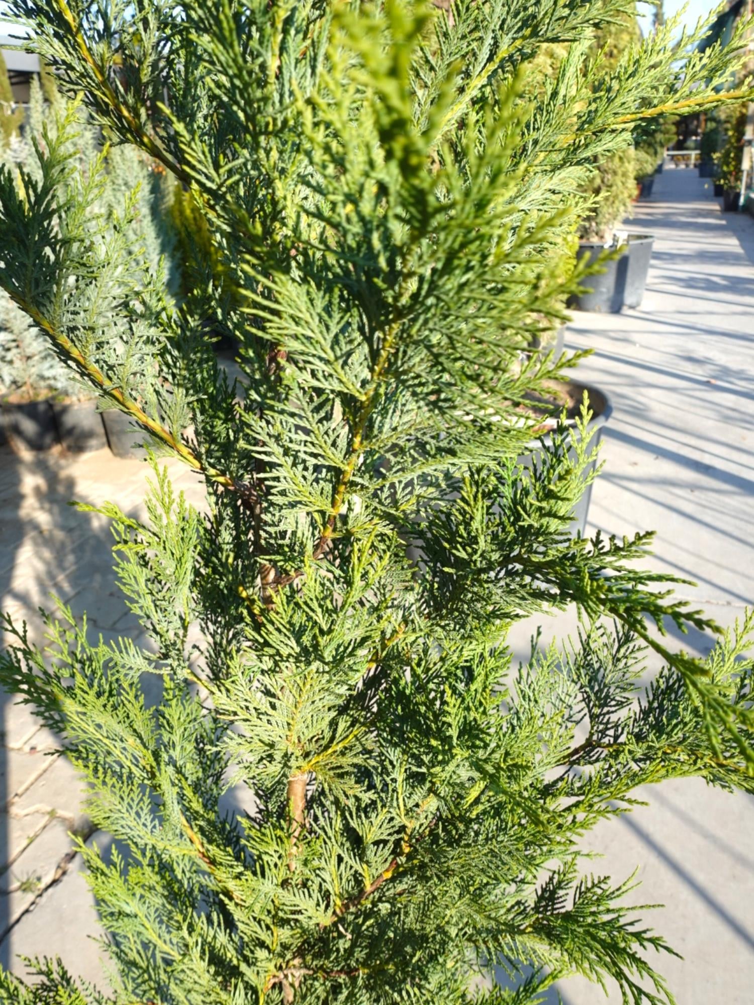 Leylandi Çam (Cupressocyparis Leylandii) 100 cm – Hızlı Büyüyen Formlu Çit Bitkisi