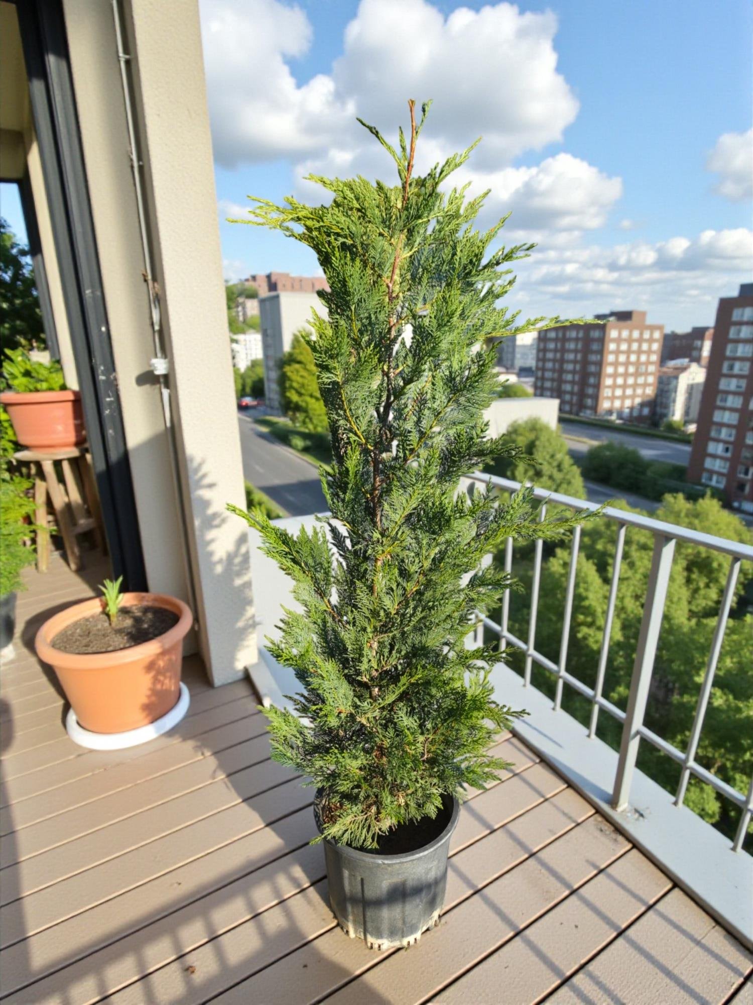 Leylandi Çam (Cupressocyparis Leylandii) 100 cm – Hızlı Büyüyen Formlu Çit Bitkisi