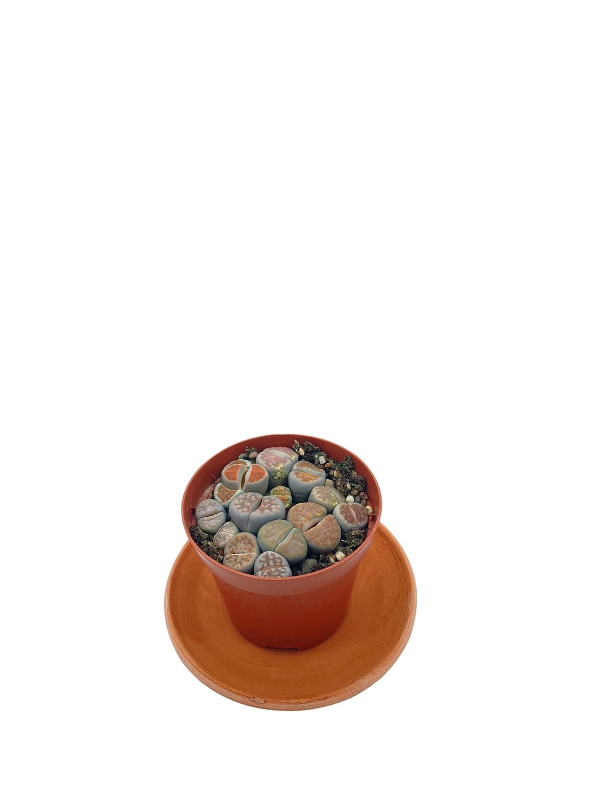 Lithops(Taş Kaktüs) Mix