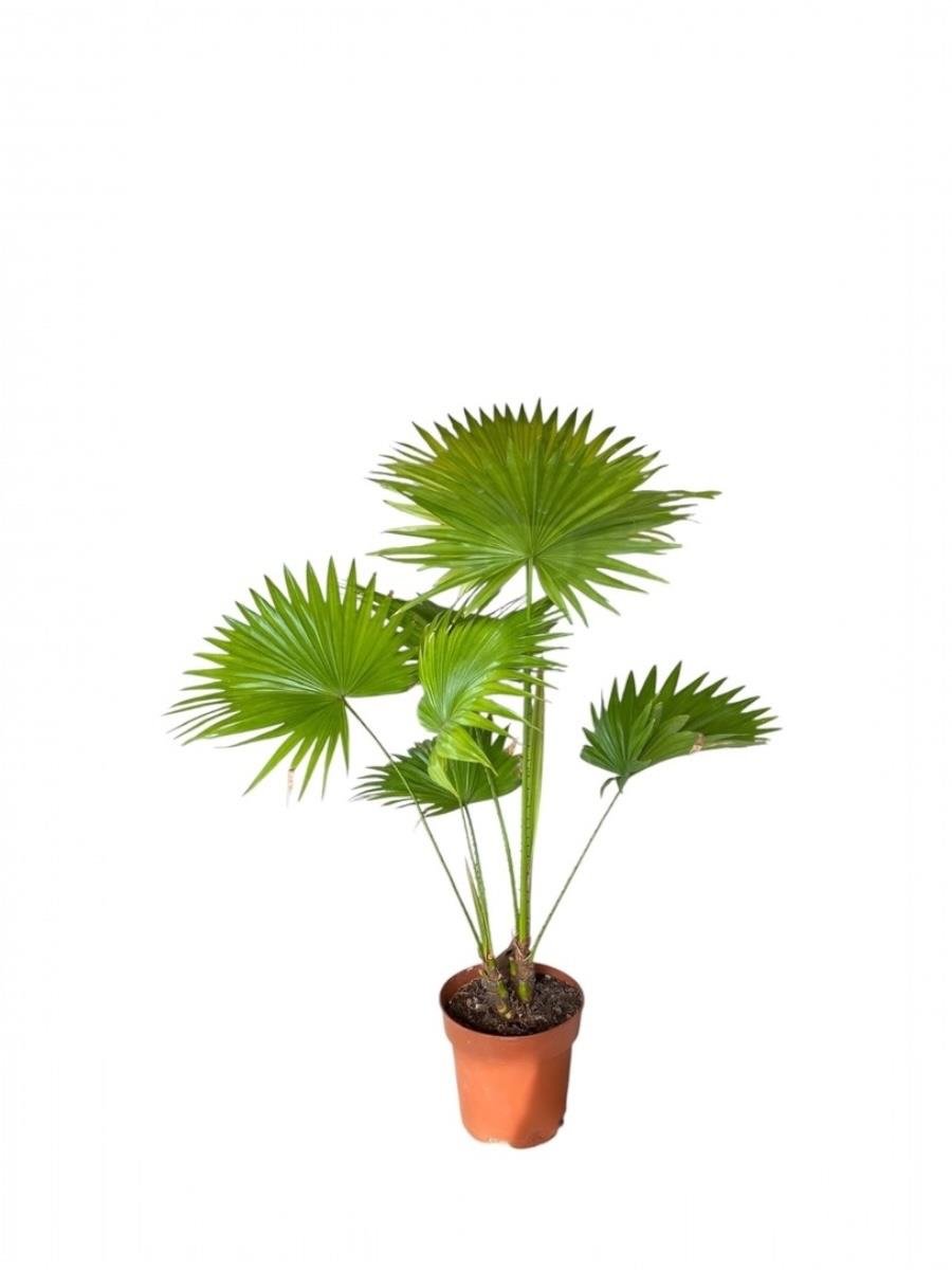 Livistona Salon Palmiyesi 