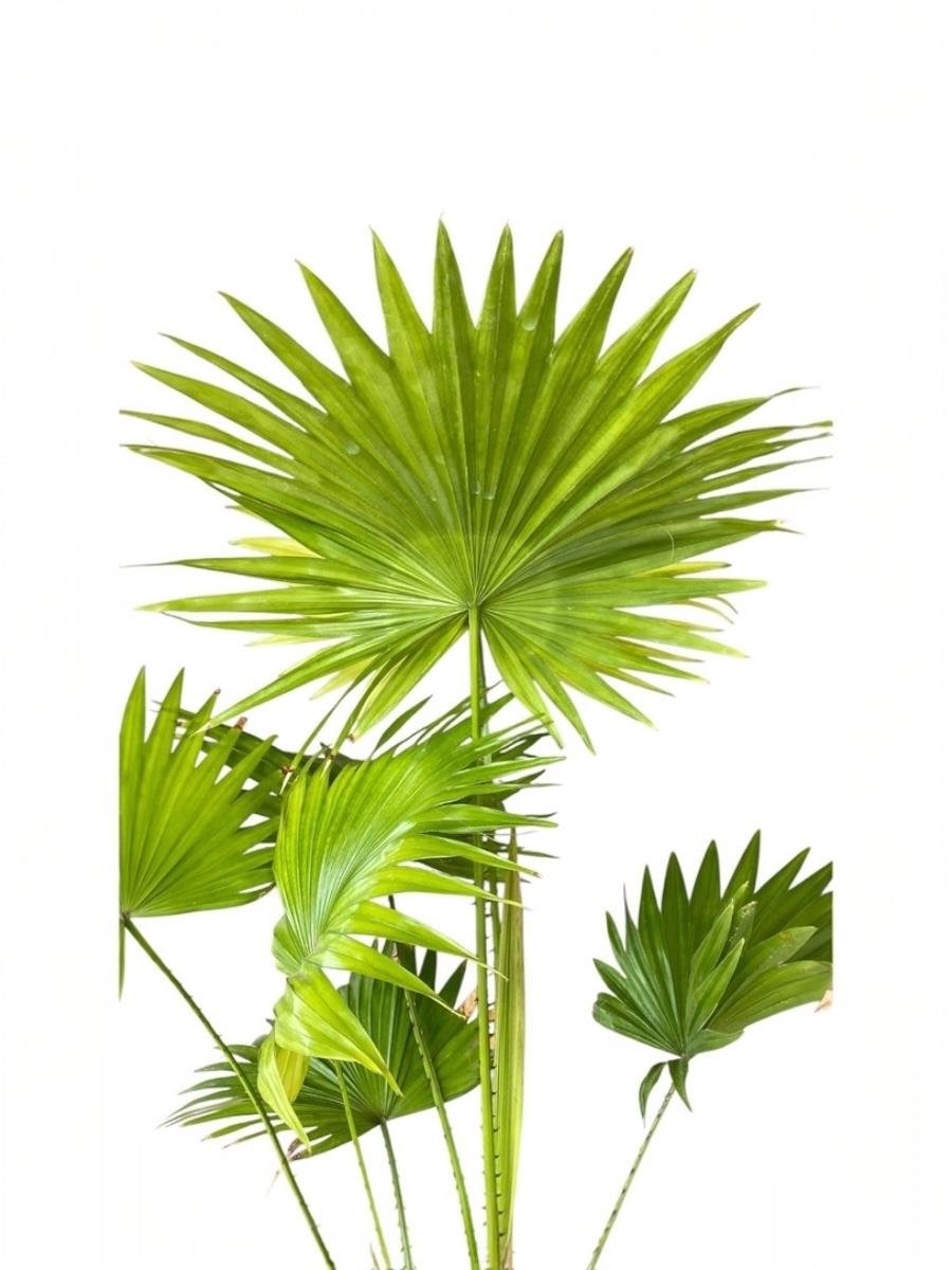 Livistona Salon Palmiyesi 