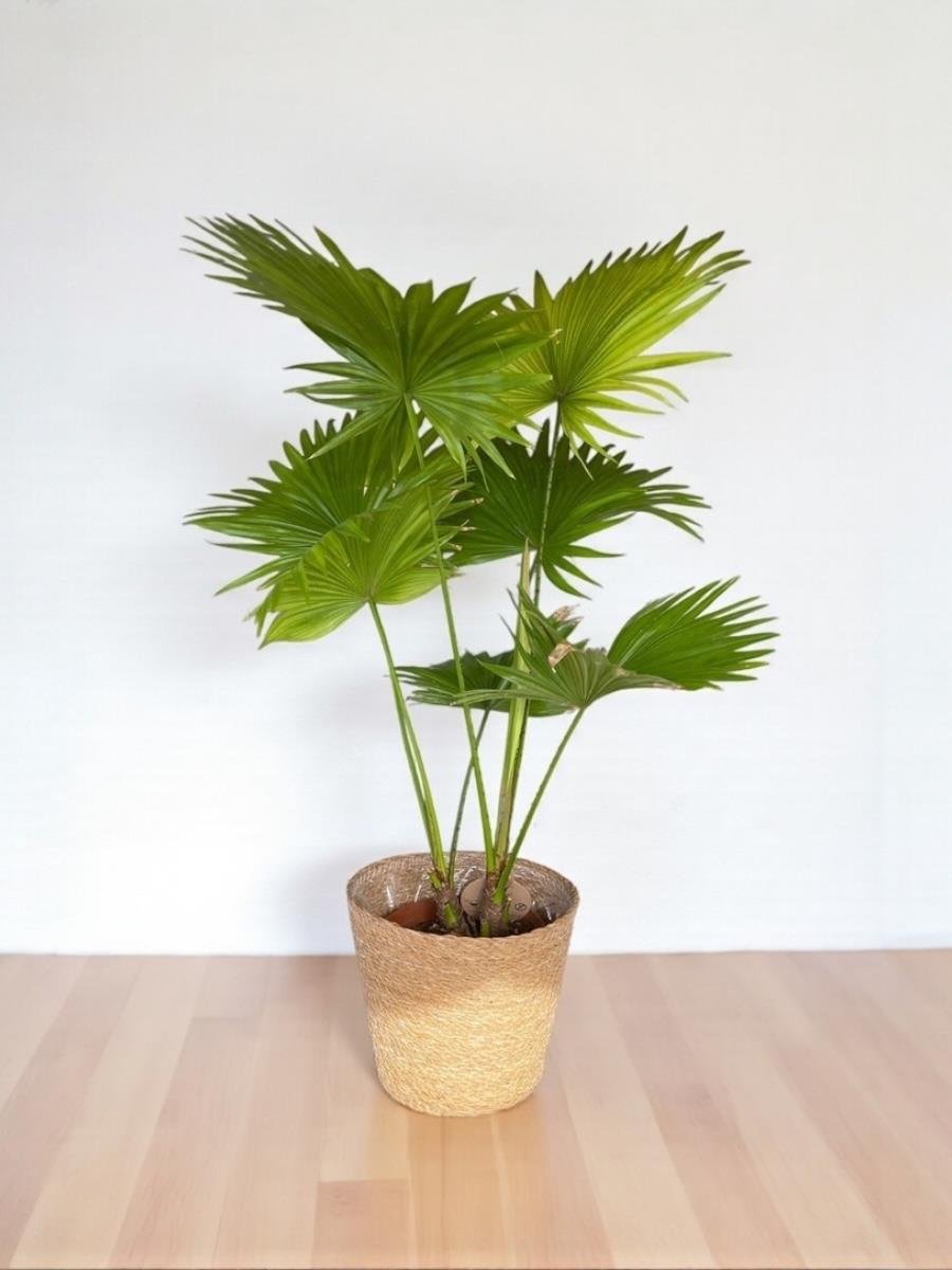 Livistona Salon Palmiyesi 