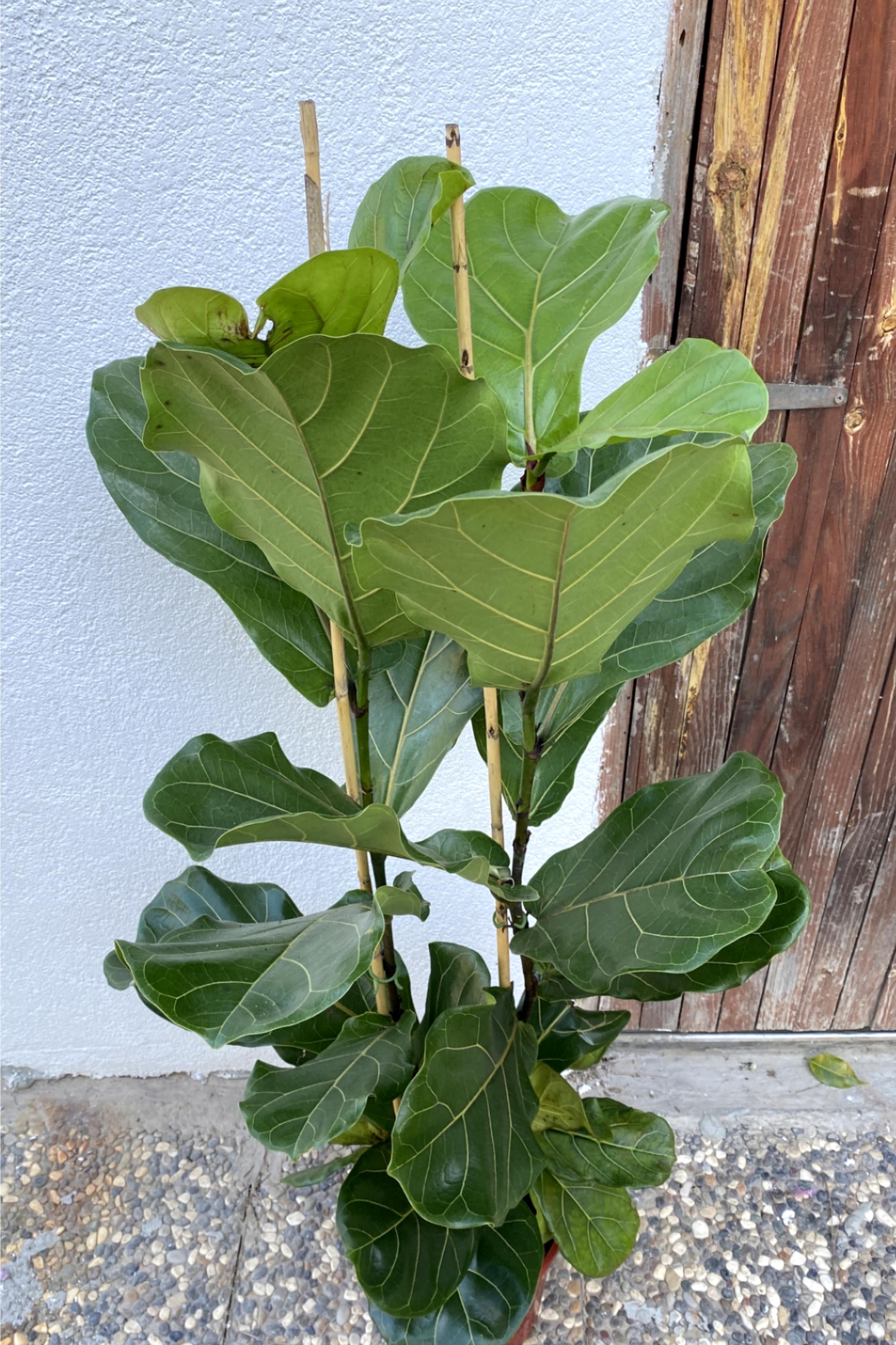 Lyrata-Keman Yapraklı Kauçuk 2 Gövdeli