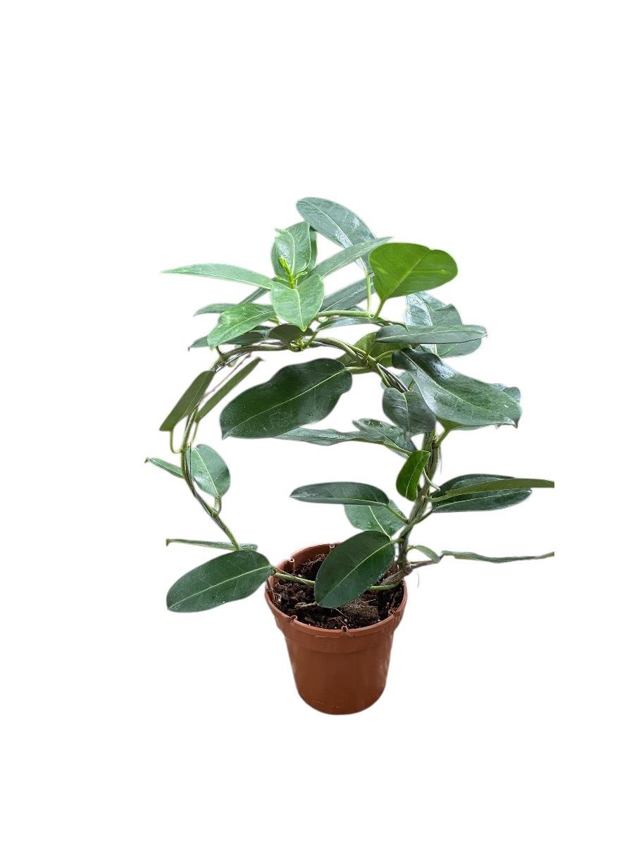 Madagaskar Yasemini Çiçeksiz 