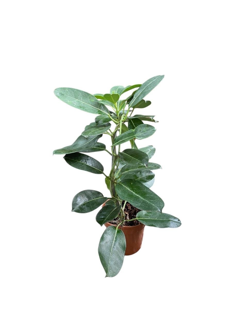 Madagaskar Yasemini Çiçeksiz 