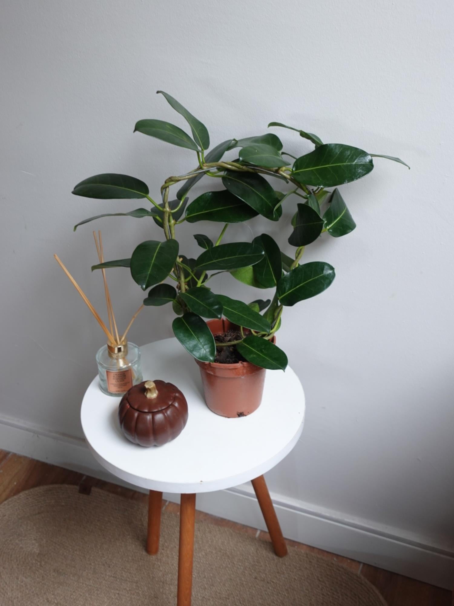 Madagaskar Yasemini Şu An Çiçeksiz (Stephanotis Floribunda)