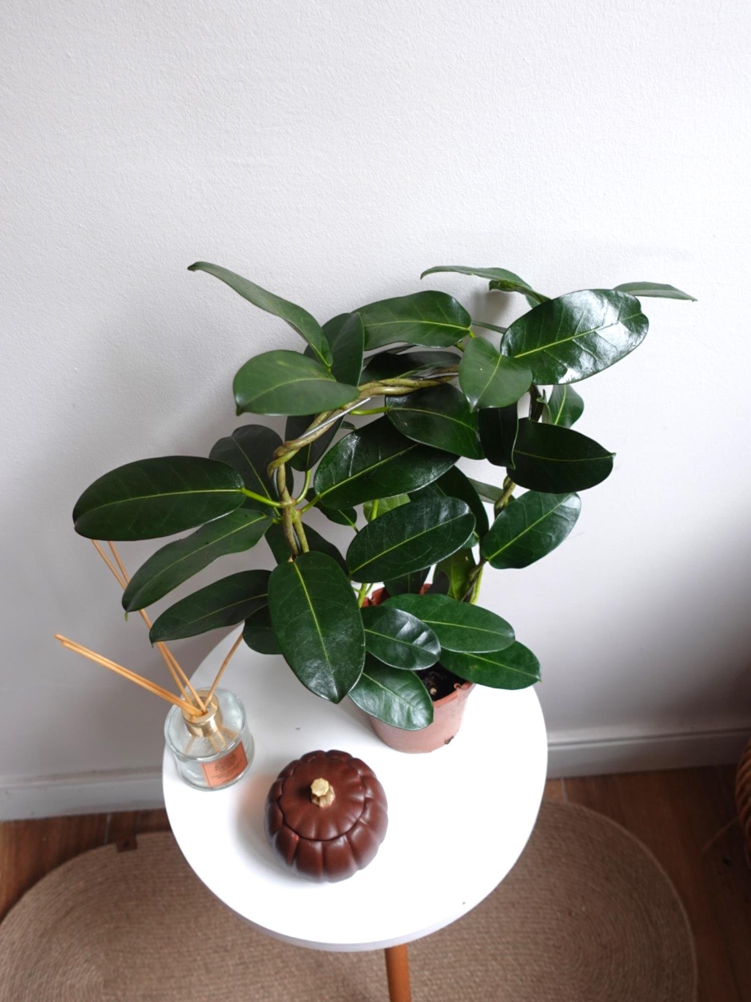 Madagaskar Yasemini Şu An Çiçeksiz (Stephanotis Floribunda)