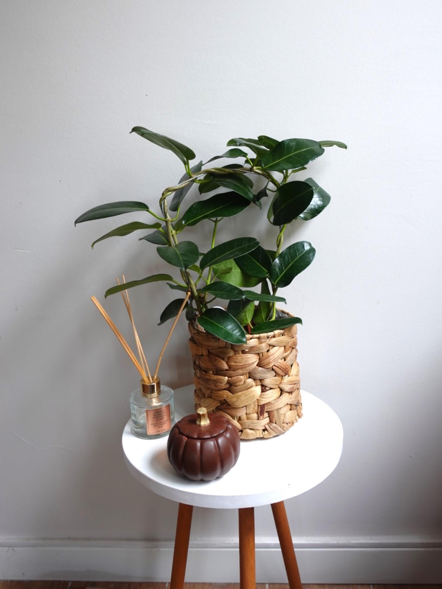 Madagaskar Yasemini Şu An Çiçeksiz (Stephanotis Floribunda)