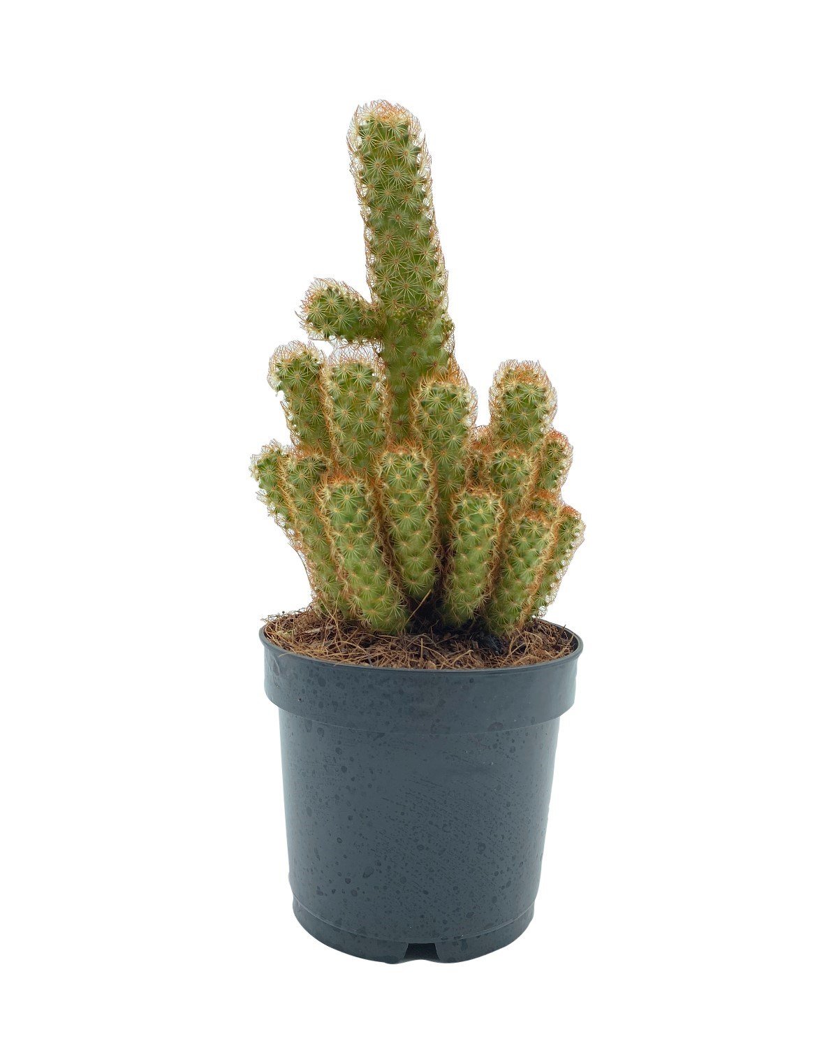 Mammillaria Elongata (Lady Finger) Kaktüs