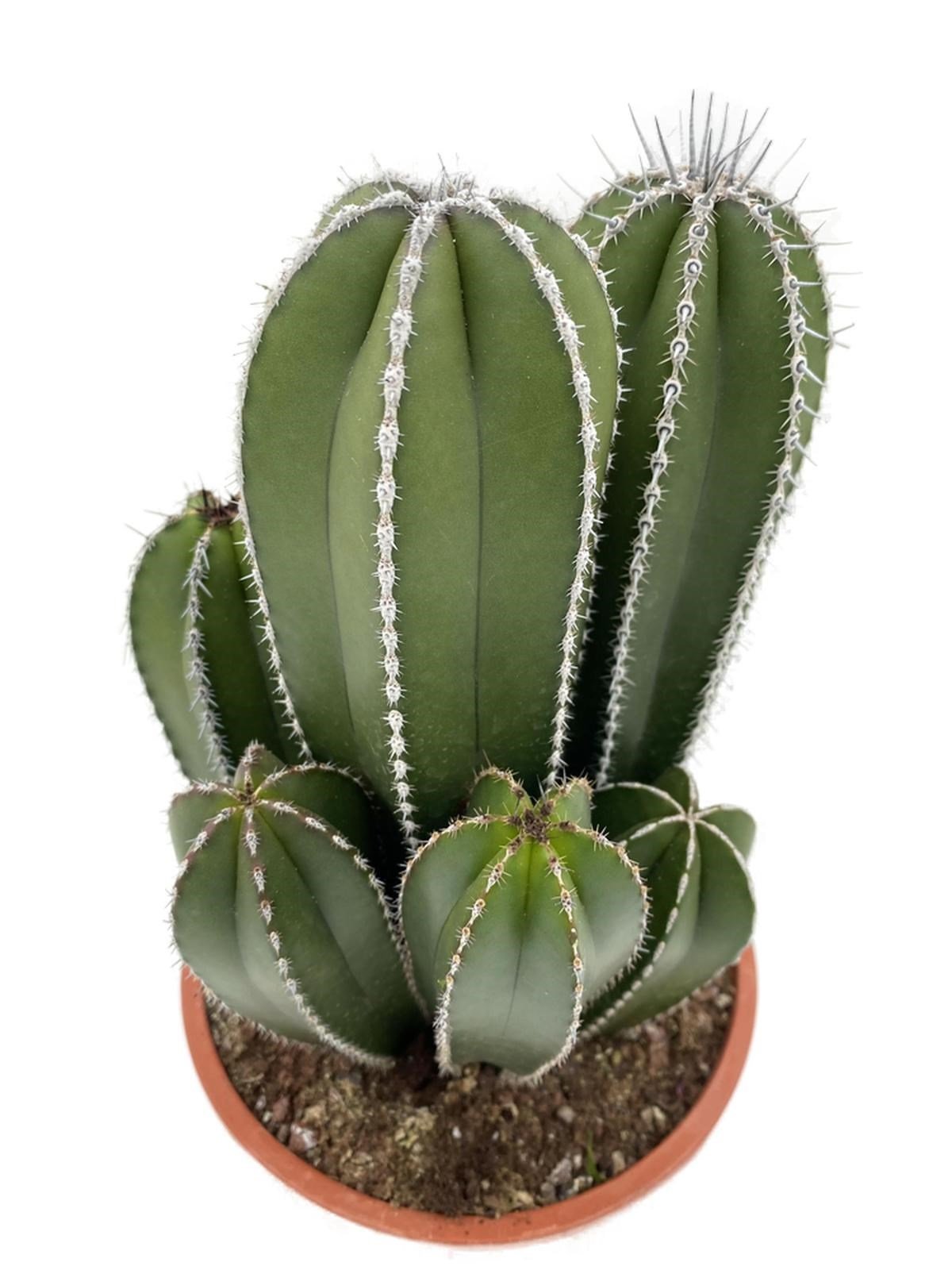 Marginatocereus Marginatus Kaktüs