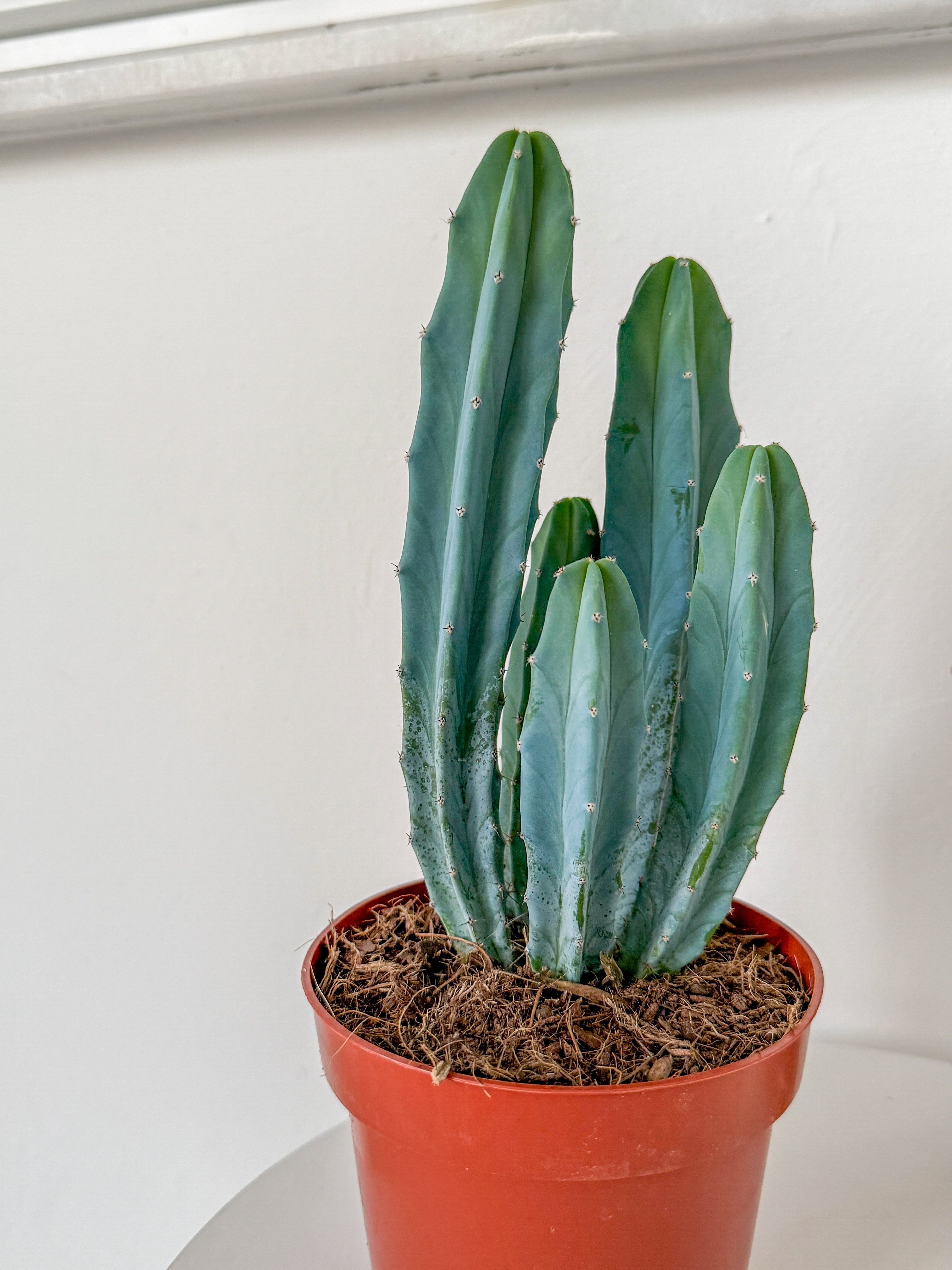 Masaüstü Kaktus-Myrtillocactus Geometrizans