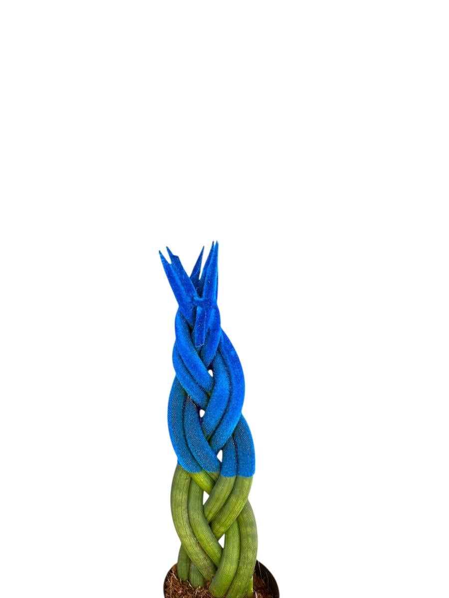Mavi Kadife Örgülü Sansevieria Cylindrica (Paşa Kılıcı) 
