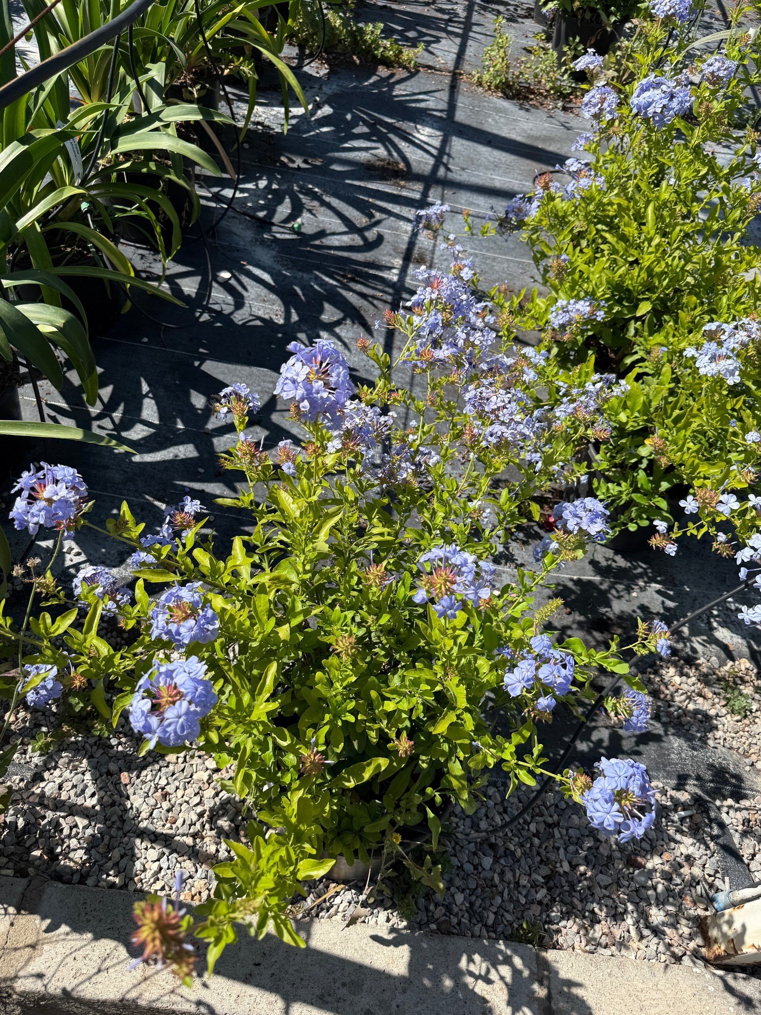 Mavi Yasemin Large Bol Çiçekli Plumbago 70 - 80 cm Ege Rüzgarı