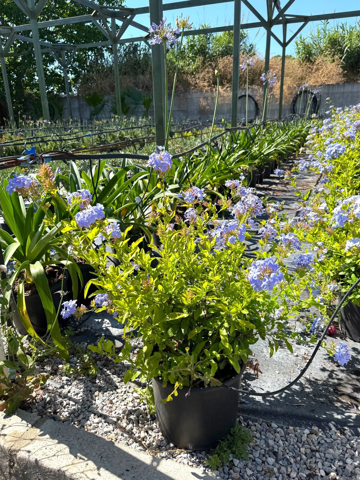 Mavi Yasemin Large Bol Çiçekli Plumbago 70 - 80 cm Ege Rüzgarı