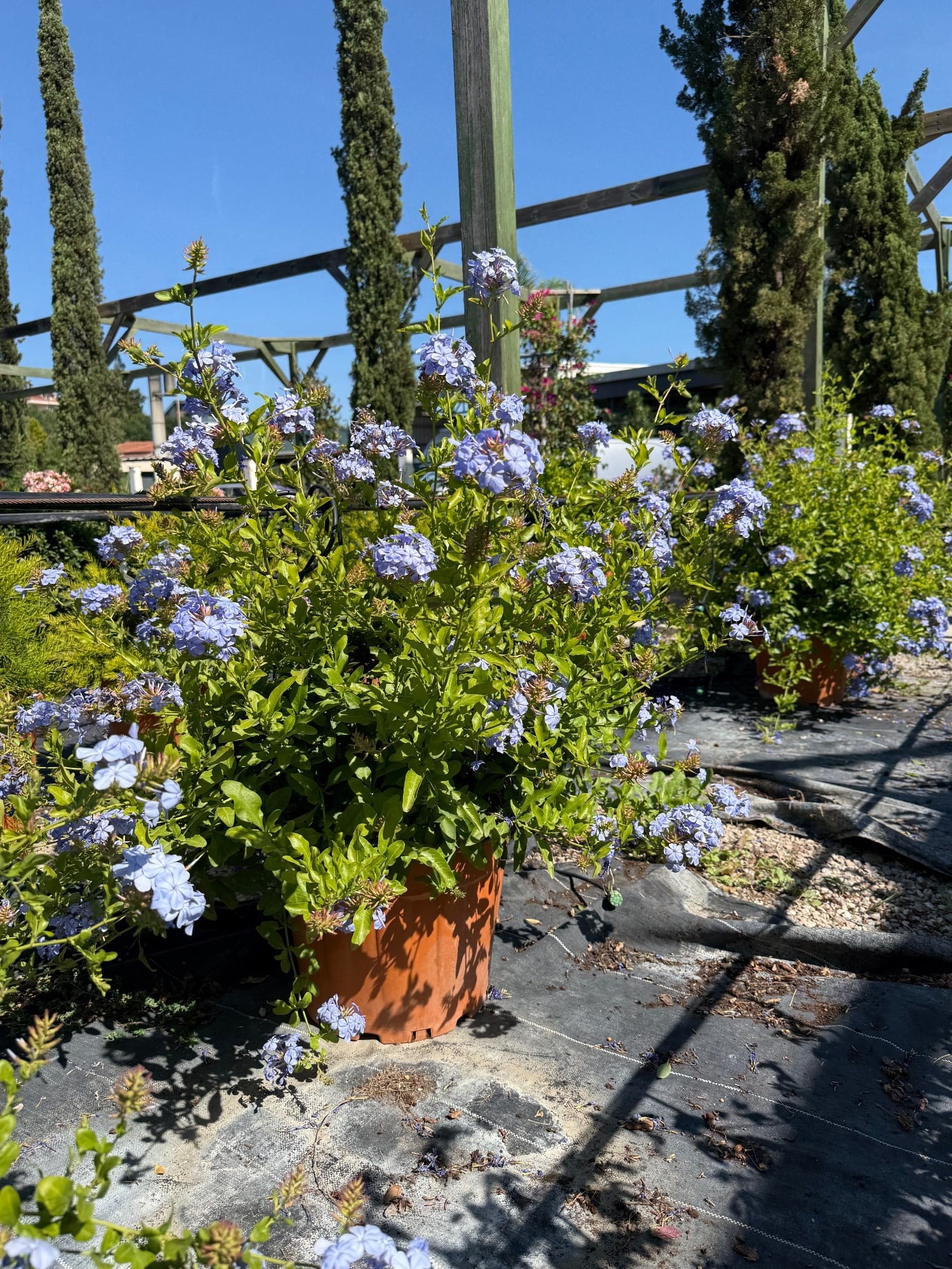 Mavi Yasemin XL Bol Çiçekli Plumbago 90 - 100 cm Ege Rüzgarı