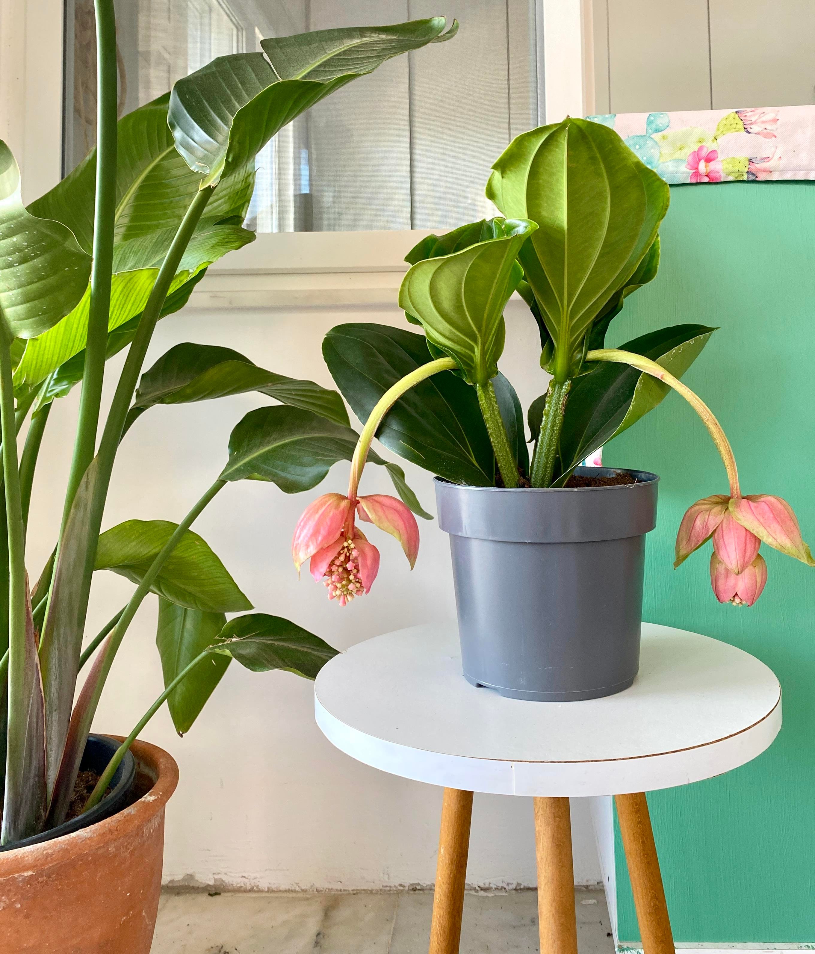 Medinilla Magnifica-Medine Gülü