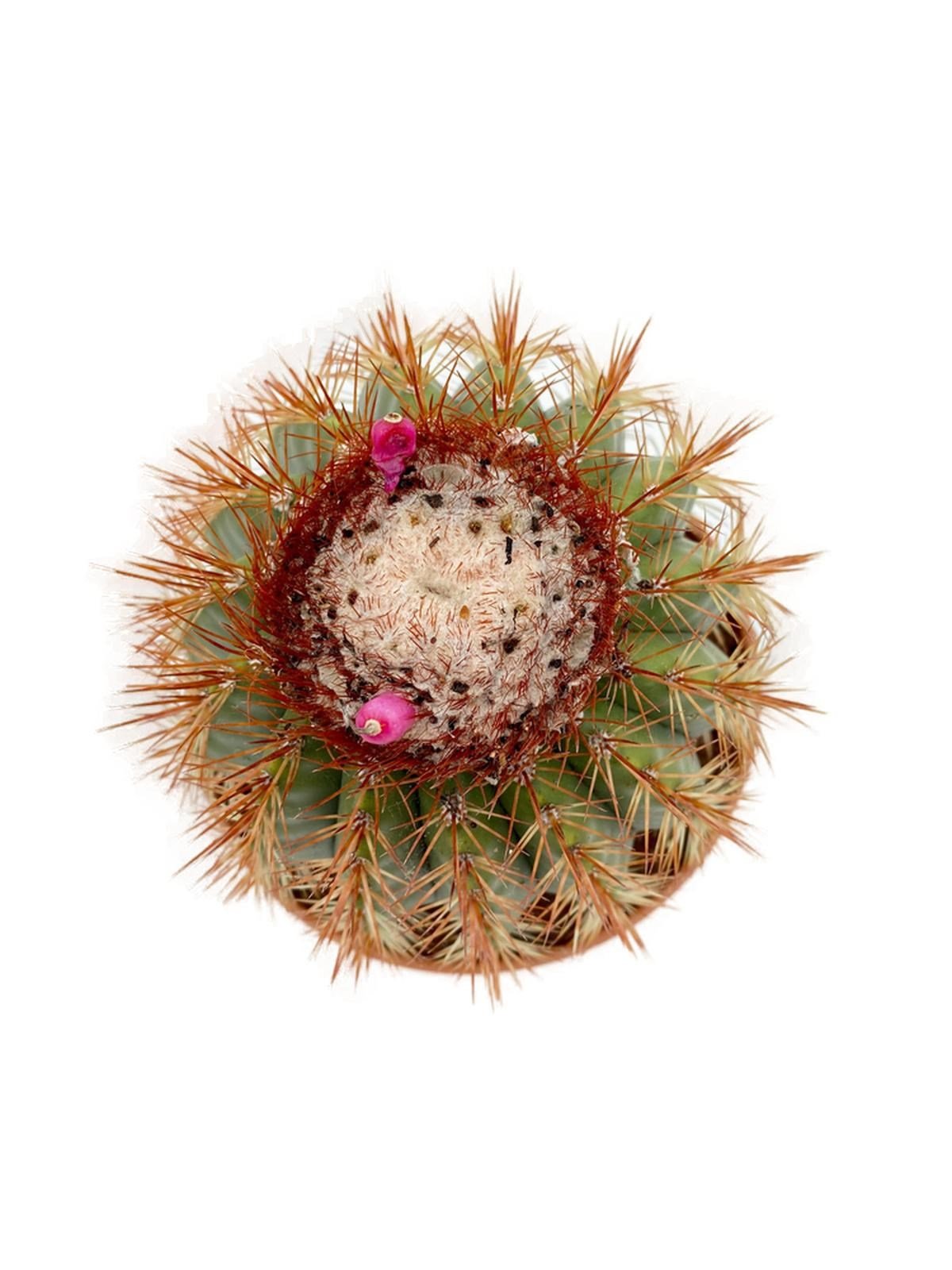 Melocactus Broadwayi Nadir Dev Kaktüs Çap 17.5 cm