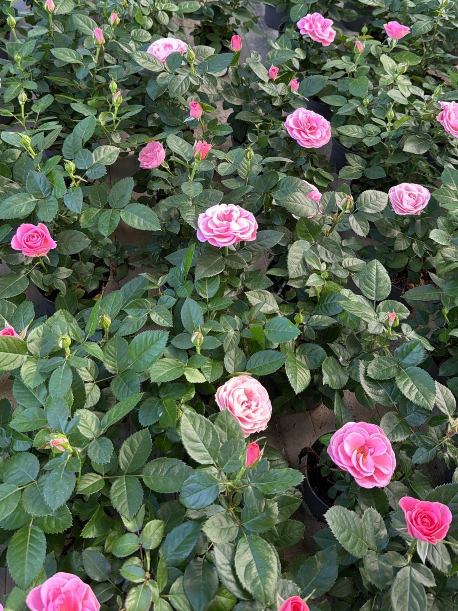 Mini Rose Quartet (4 Renk) - 4 Adet İthal Bodur Gül Kampanyalı Set 