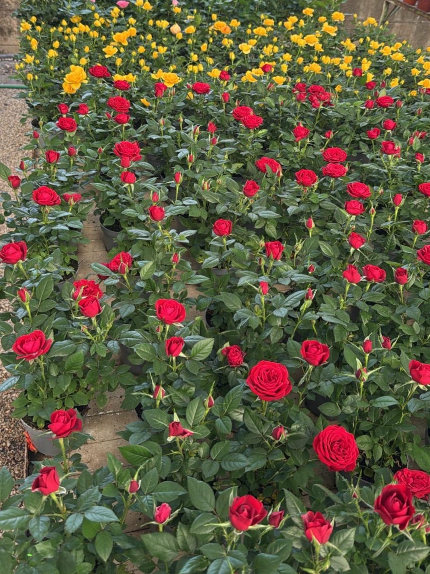 Mini Rose Quartet (4 Renk) - 4 Adet İthal Bodur Gül Kampanyalı Set 