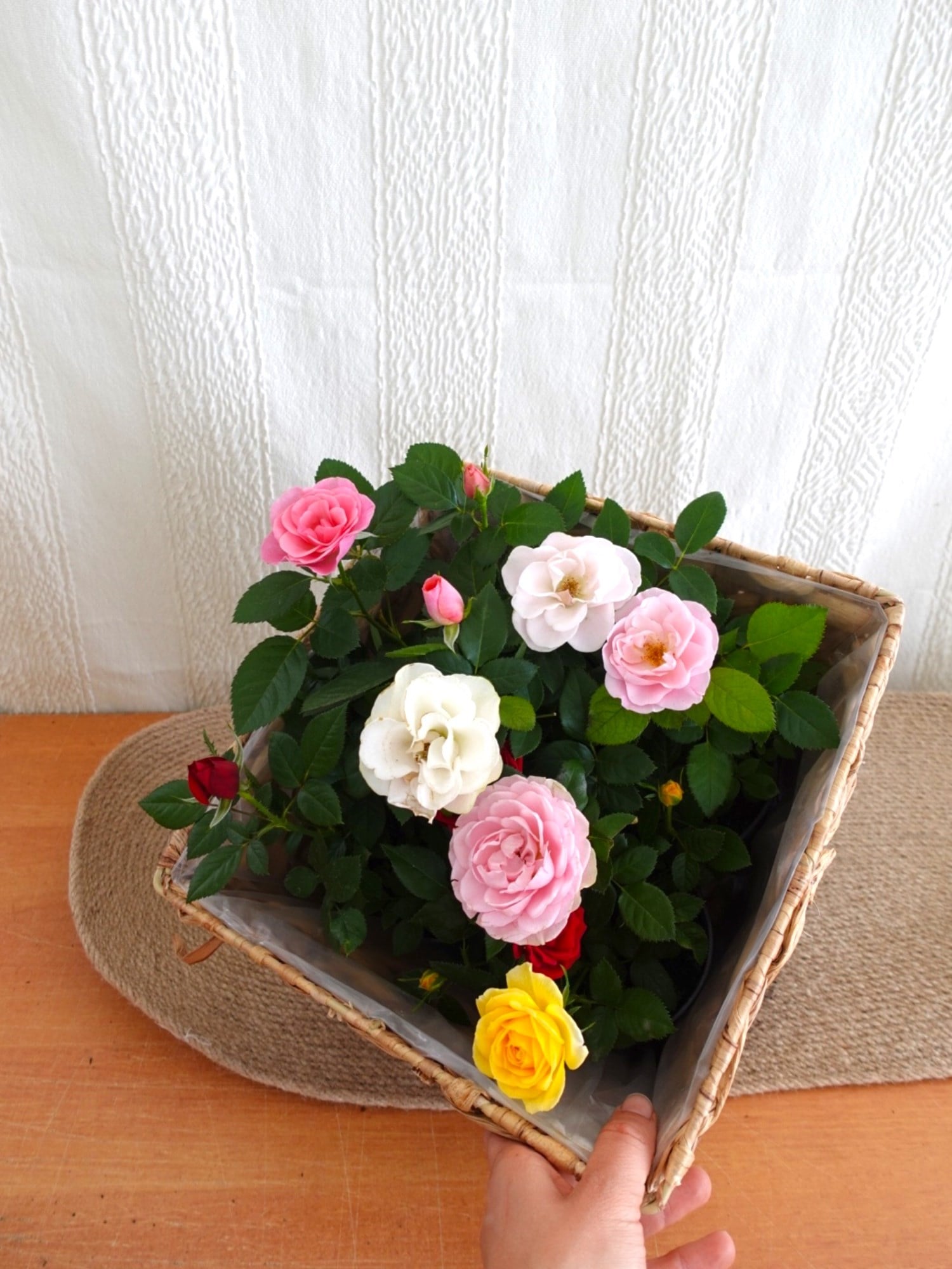 Mini Rose Quartet (4 Renk) - 4 Adet İthal Bodur Gül Kampanyalı Set 