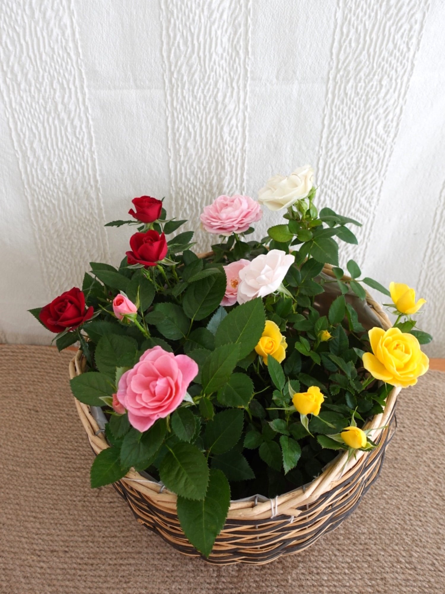 Mini Rose Quartet (4 Renk) - 4 Adet İthal Bodur Gül Kampanyalı Set 