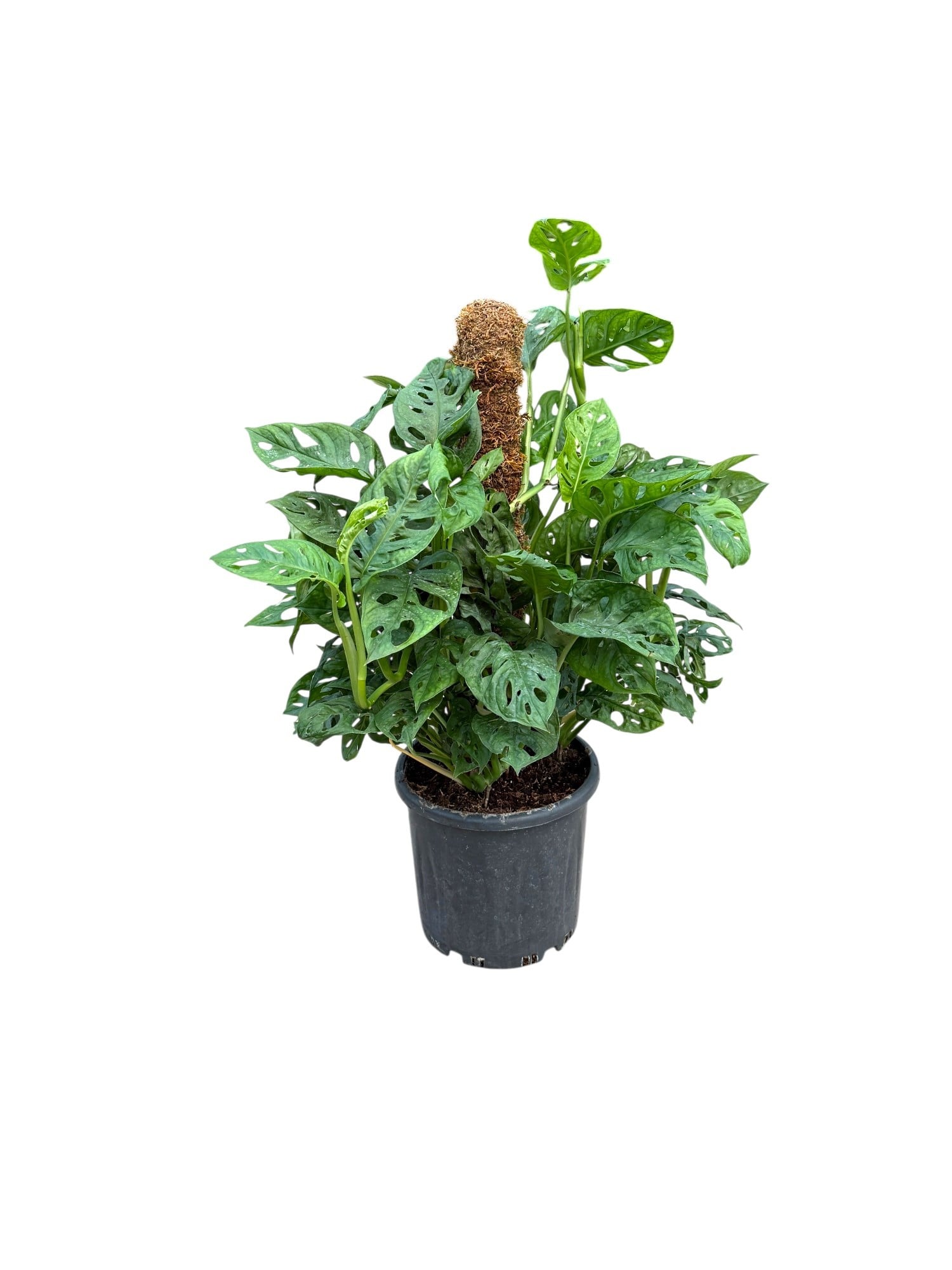 Monstera Adansonii (Monkey Mask) – Yosun Gövdeli Tropikal Şıklık 🌿