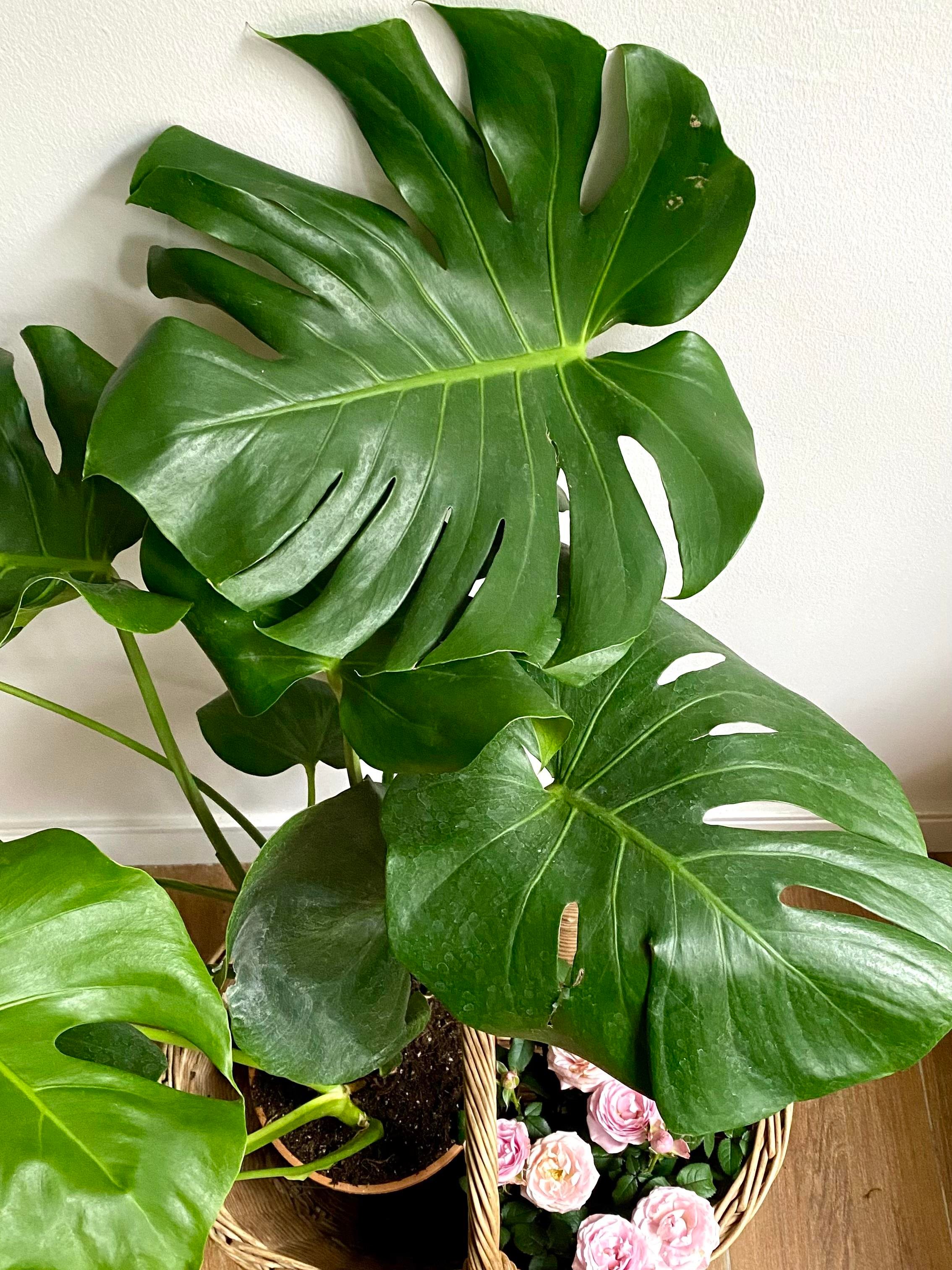 Monstera Deliciosa Deve Tabanı XL Büyük Boy 70 - 80 cm