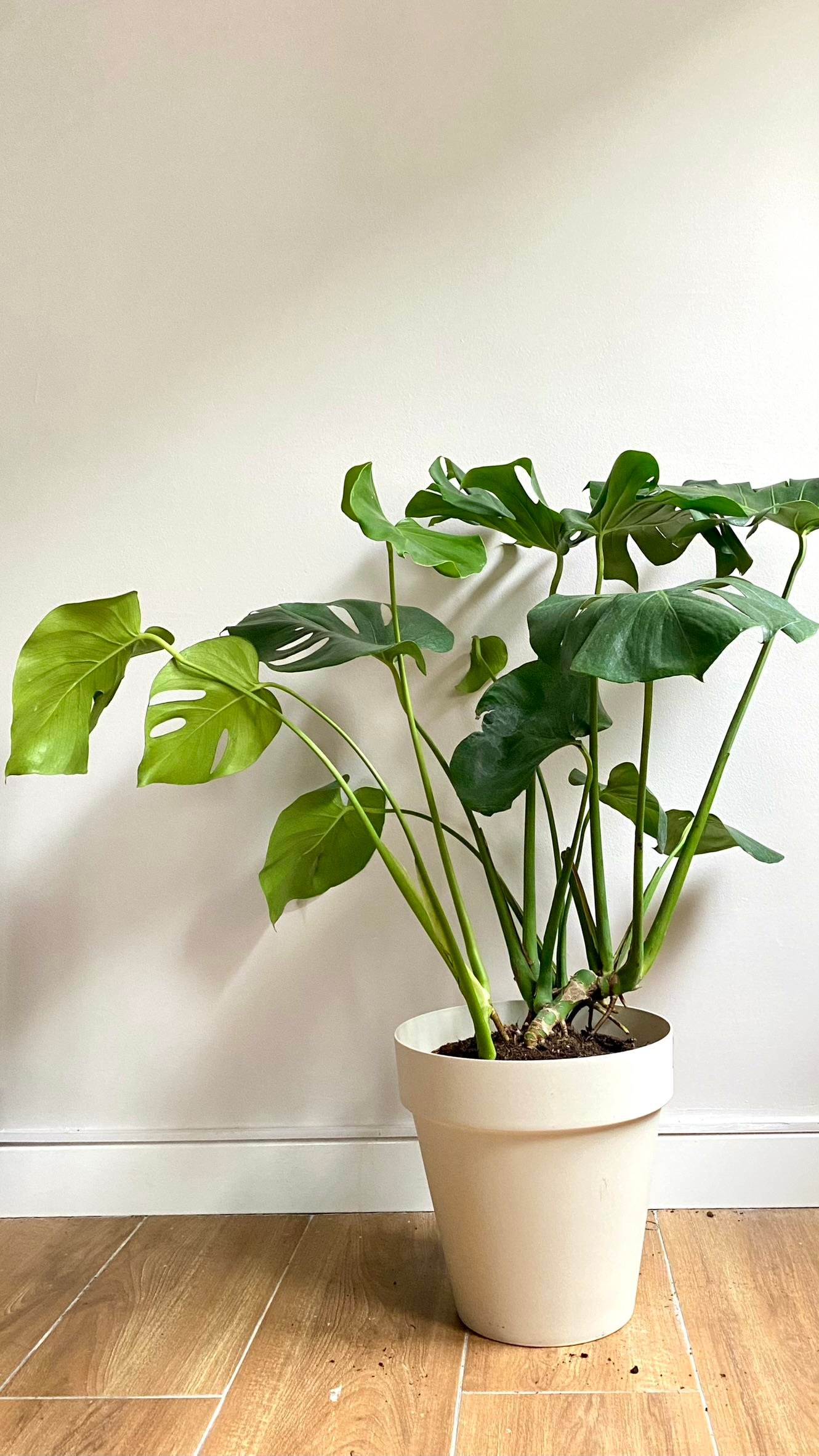 Monstera Deliciosa Deve Tabanı XL Büyük Boy 90 - 100 cm