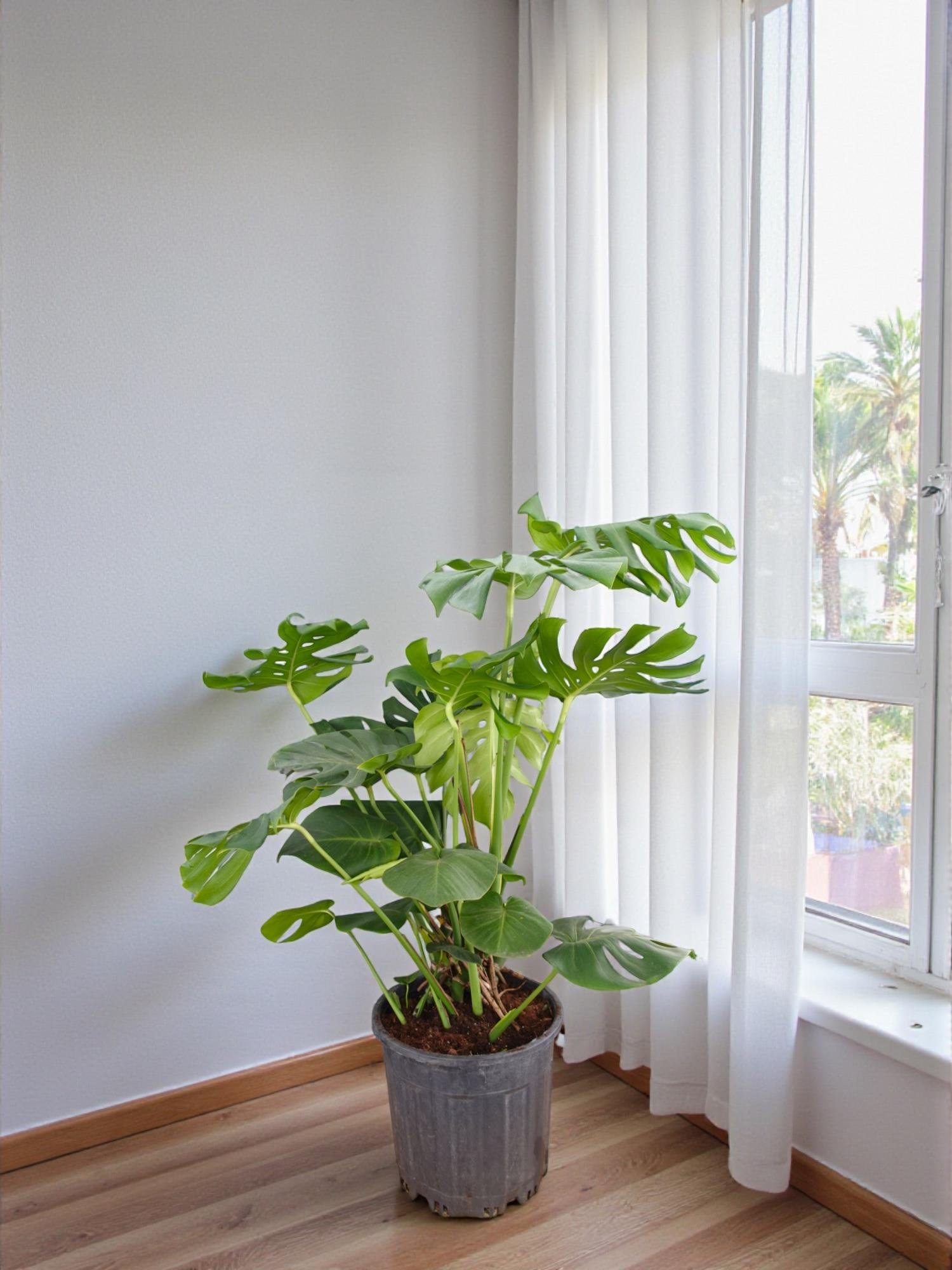 Monstera Deliciosa Deve Tabanı XL Büyük Boy 100 - 120 Cm