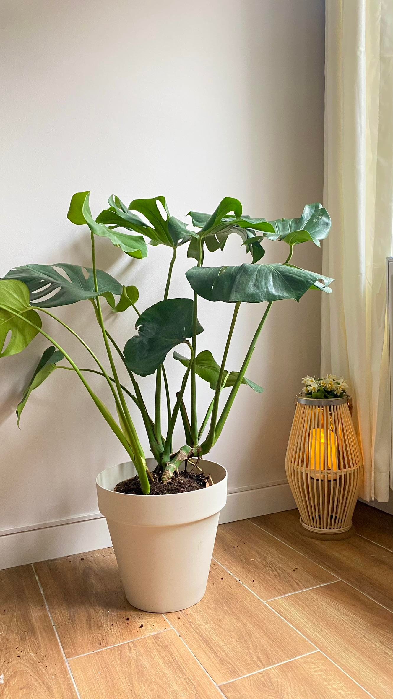 Monstera Deliciosa Deve Tabanı XL Büyük Boy 90 - 100 cm