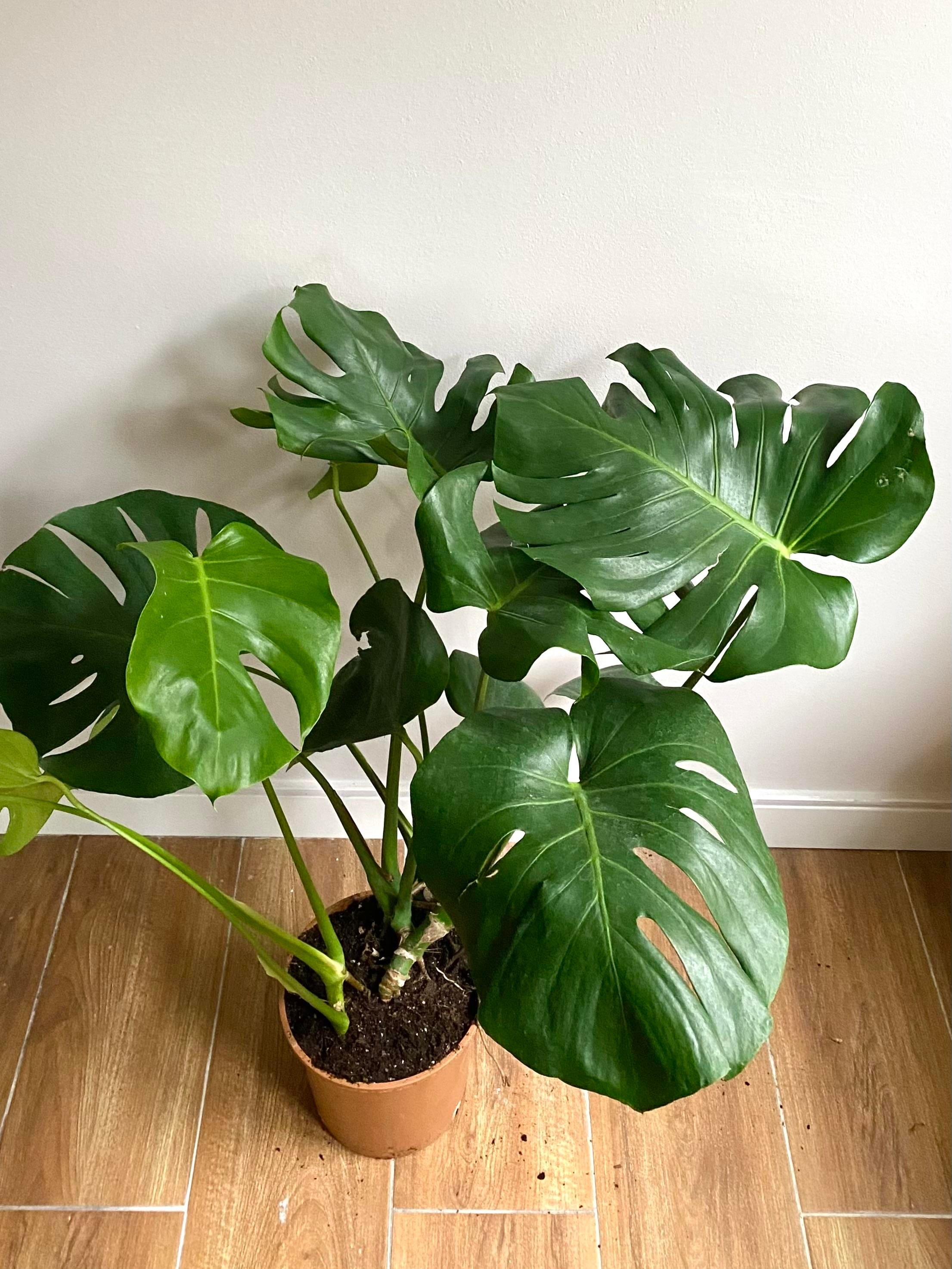 Monstera Deliciosa Deve Tabanı XL Büyük Boy 70 - 80 cm