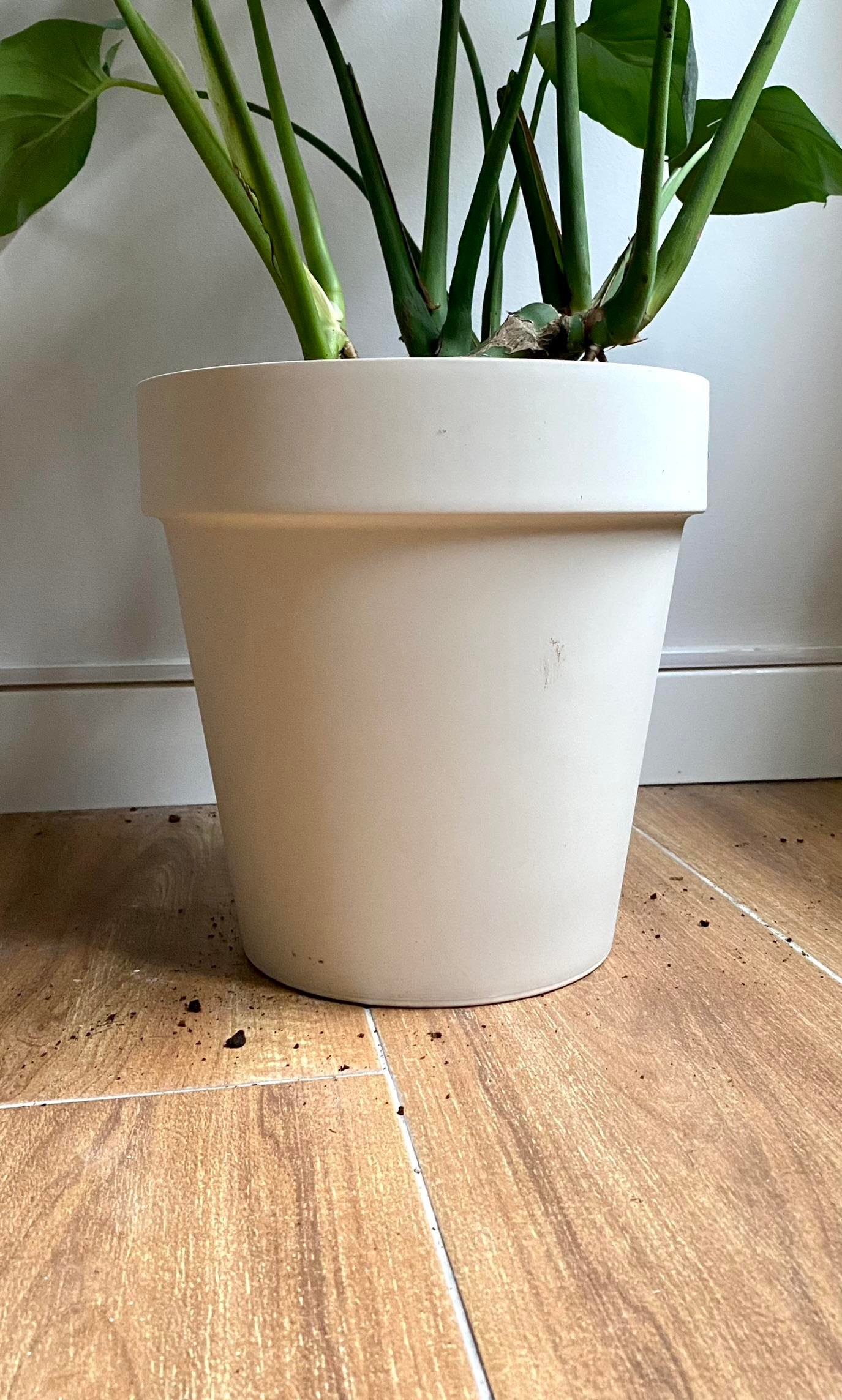 Monstera Deliciosa Deve Tabanı XL Büyük Boy 90 - 100 cm